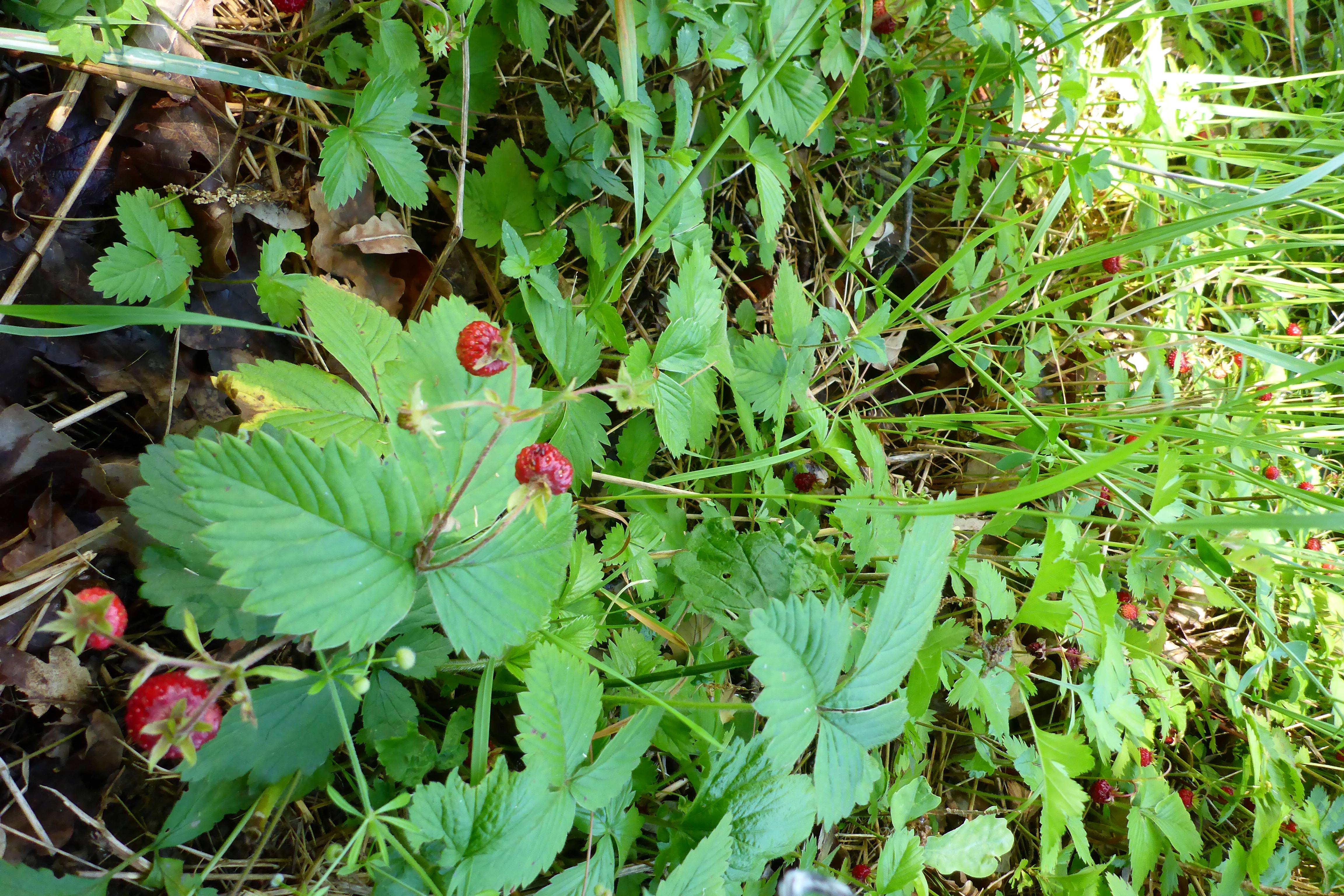 P1340679 fragaria moschata, f. vesca.jpg