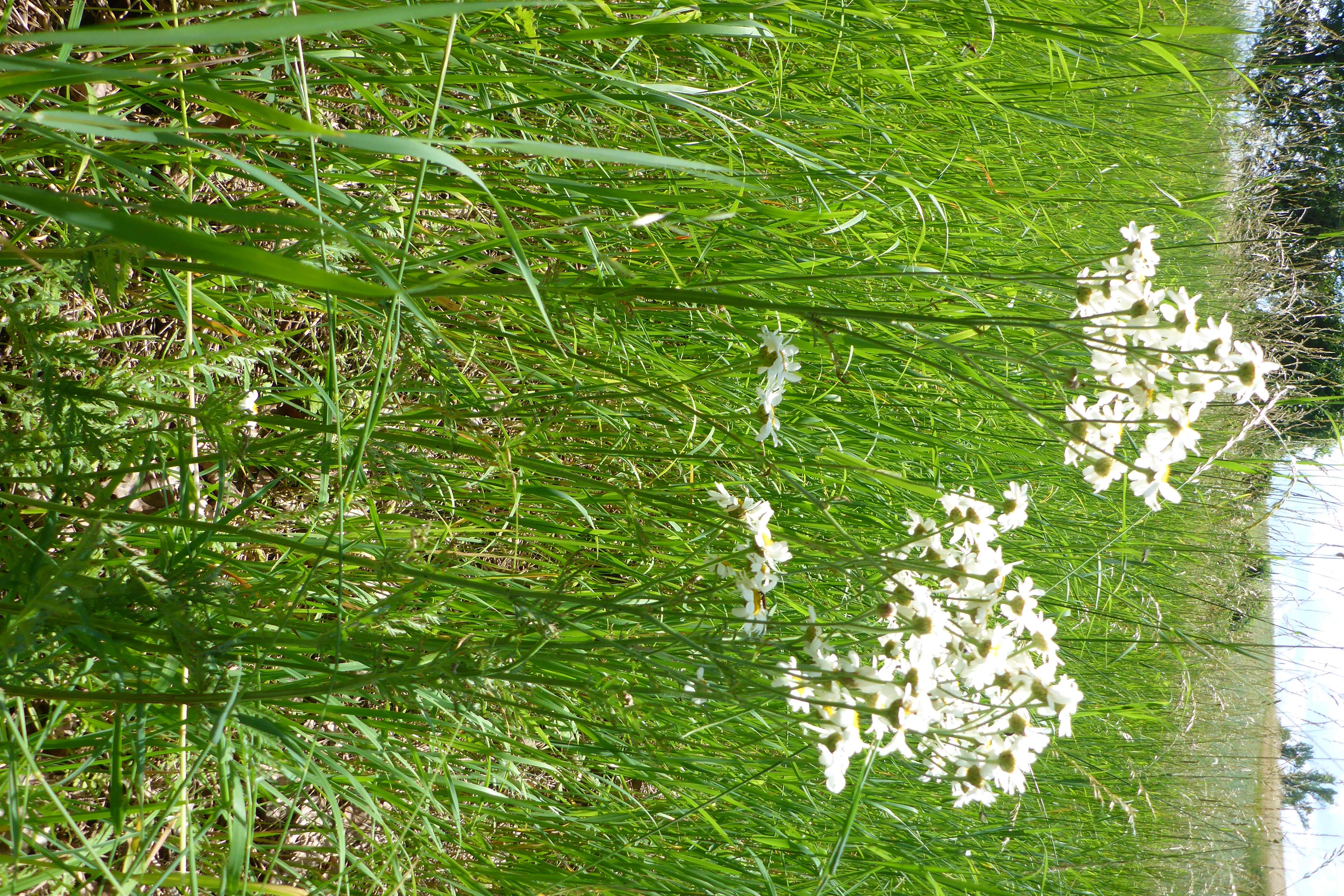 P1340684 tanacetum c. corymbosum.jpg