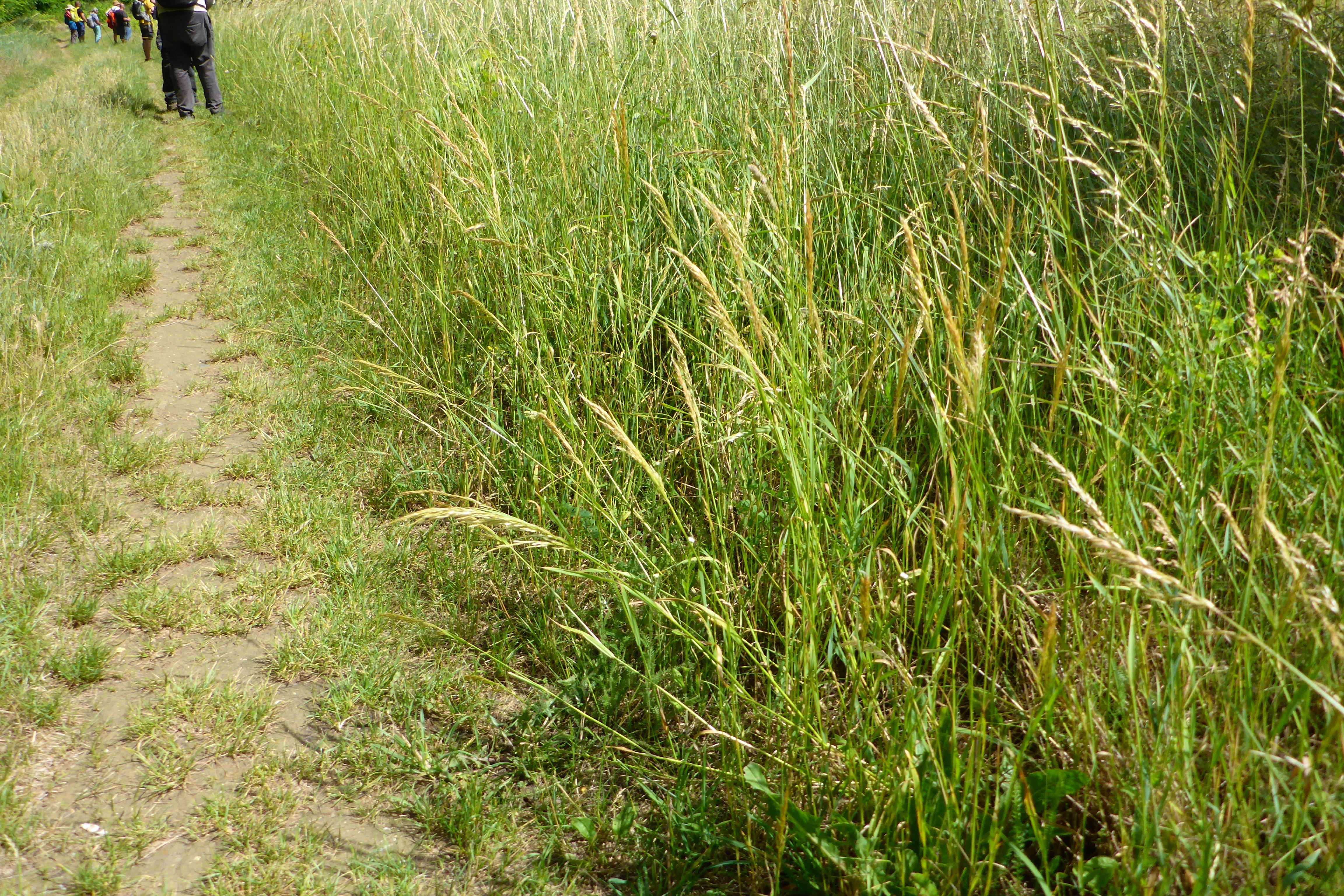 P1340719 trisetum flavescens.jpg