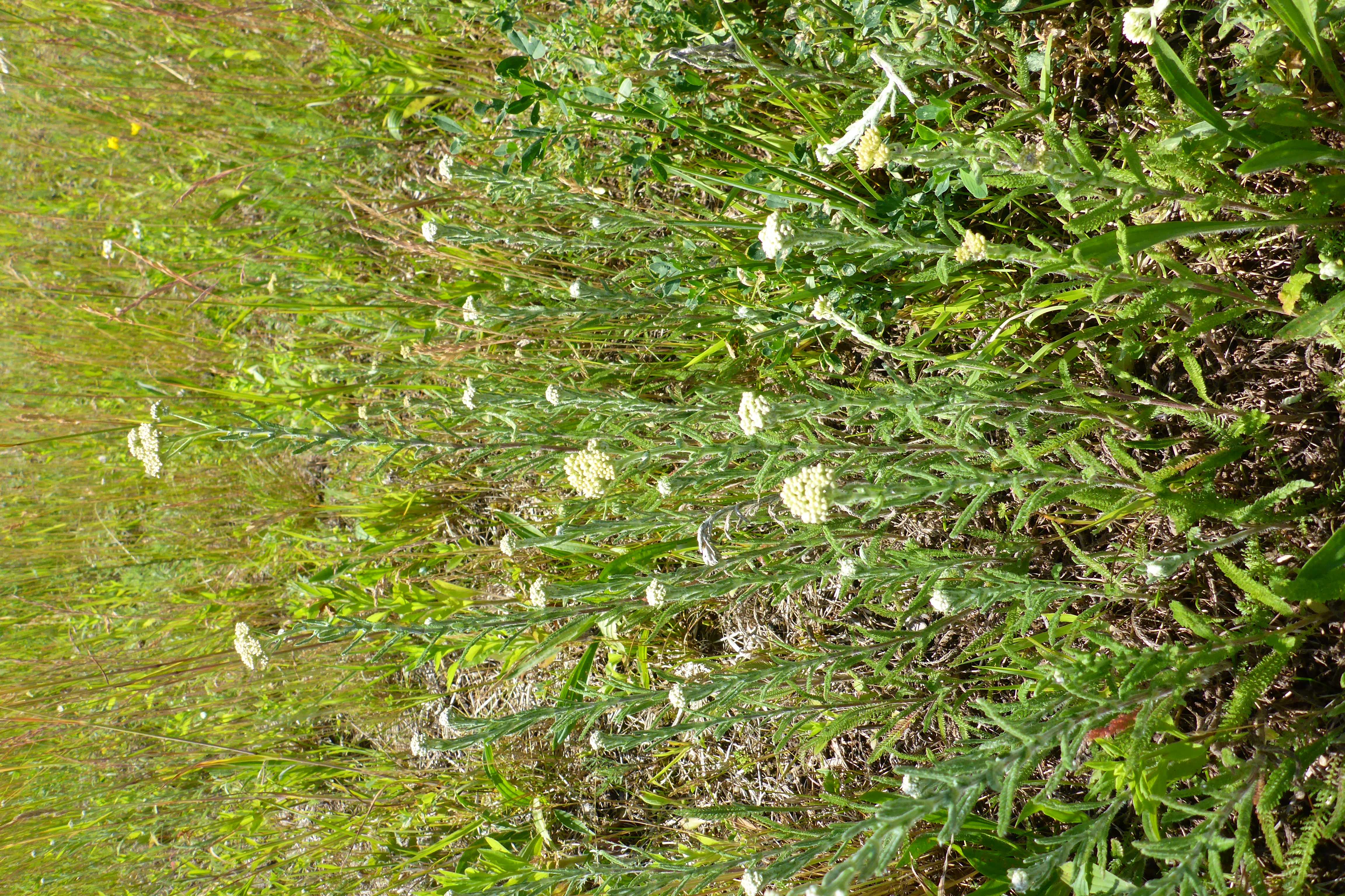 P1340702 achillea cf. pannonica.jpg