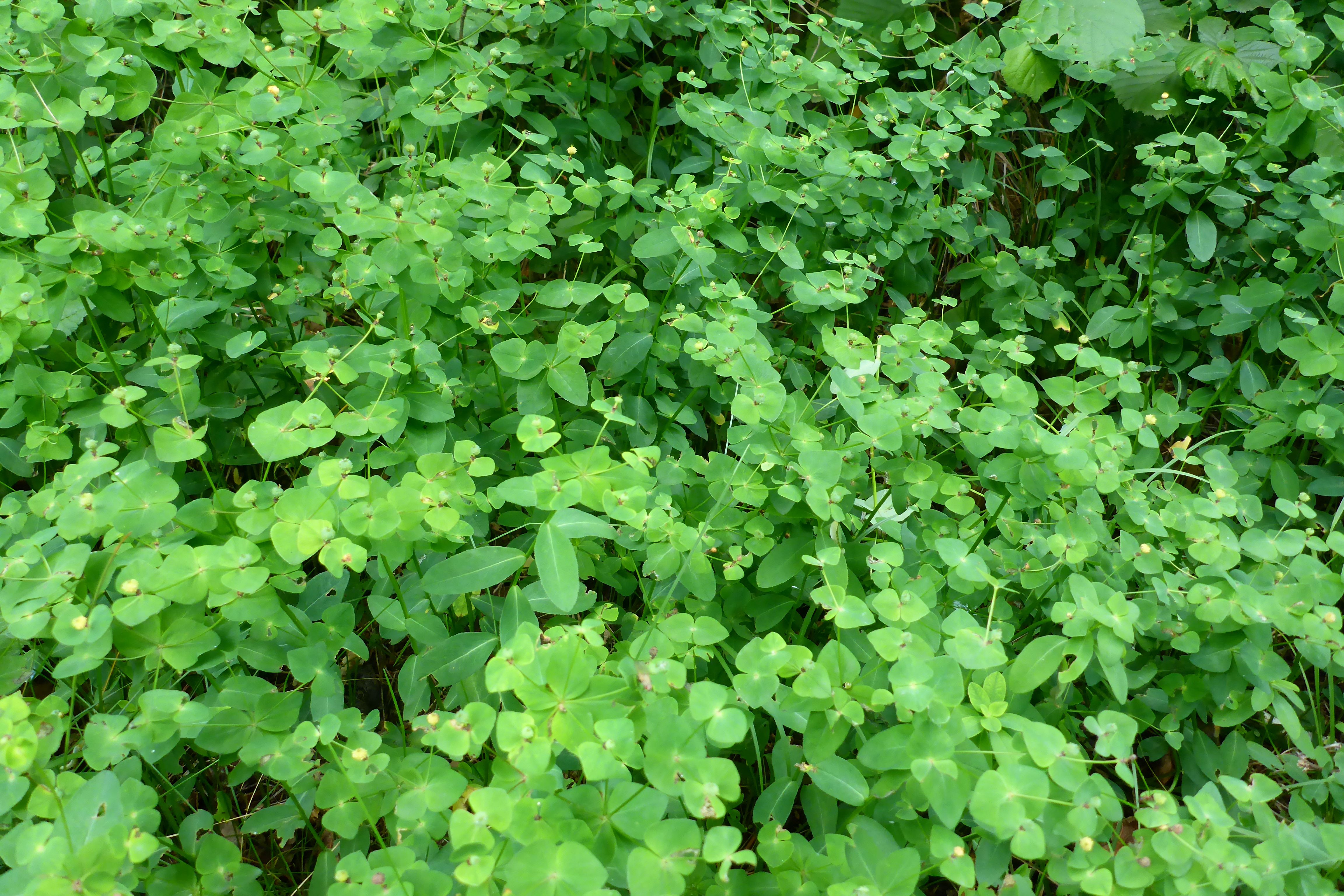 P1340725 euphorbia angulata.jpg