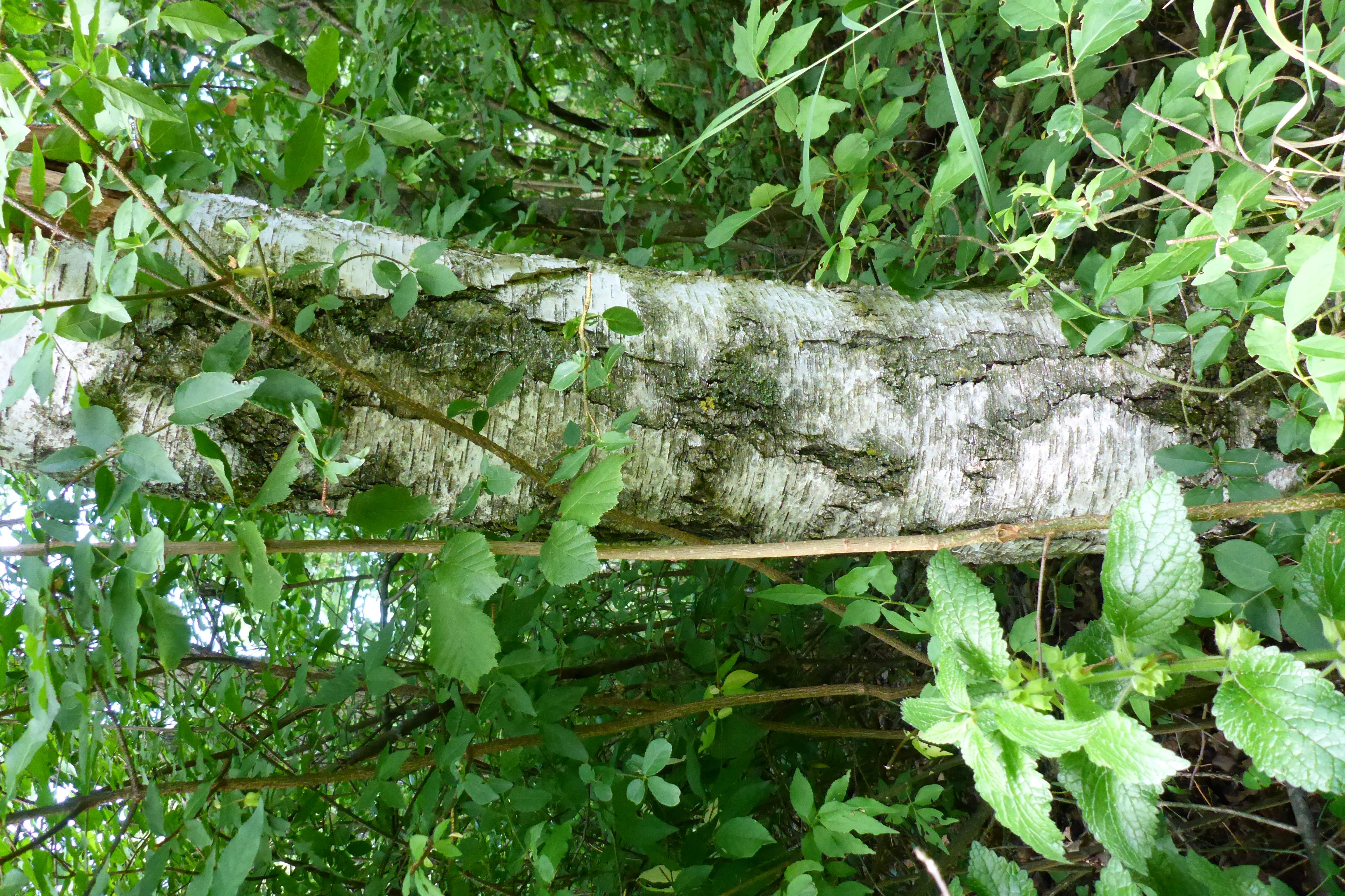 P1340728 betula cf. pubescens (x pendula).jpg