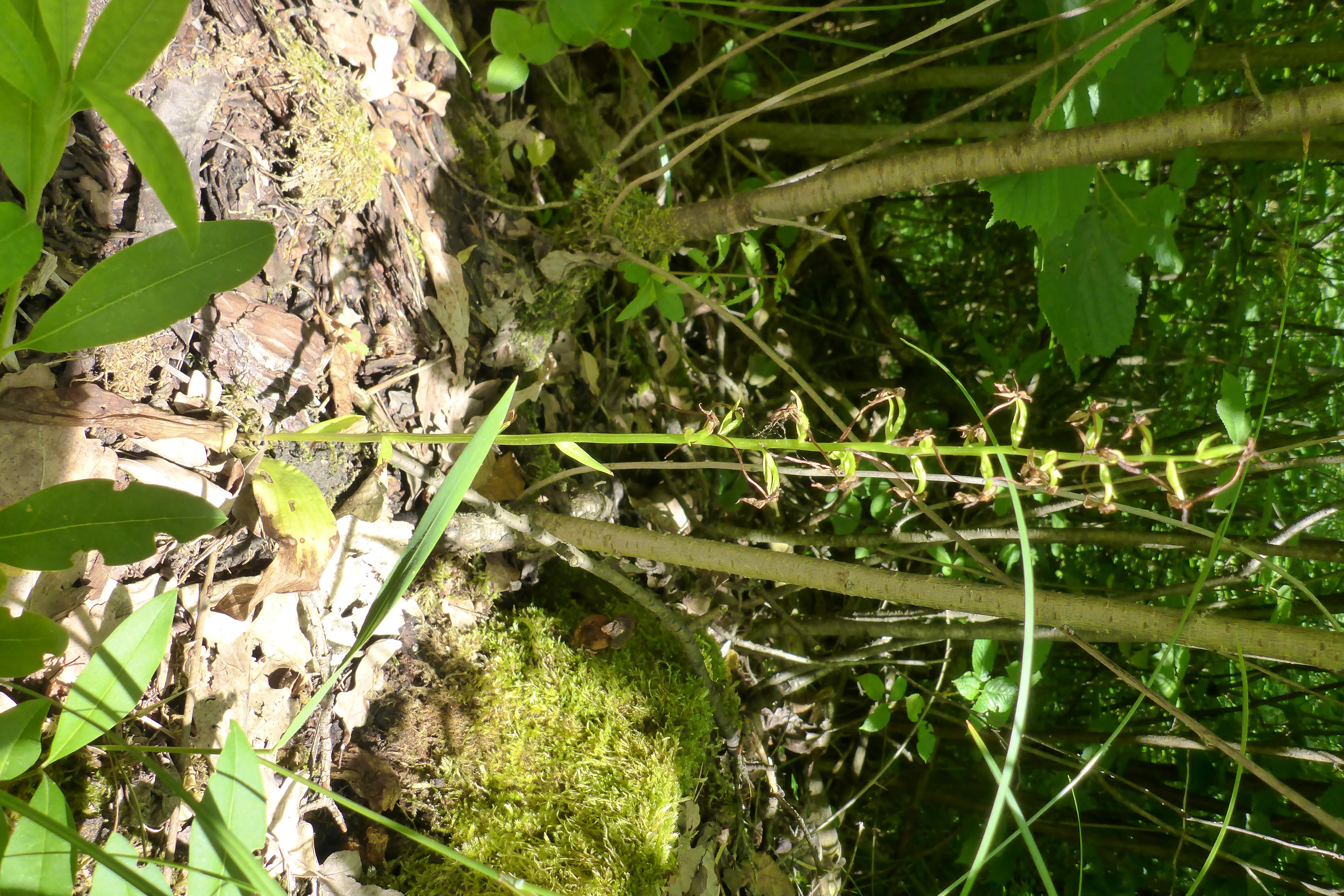 P1340730 platanthera.jpg