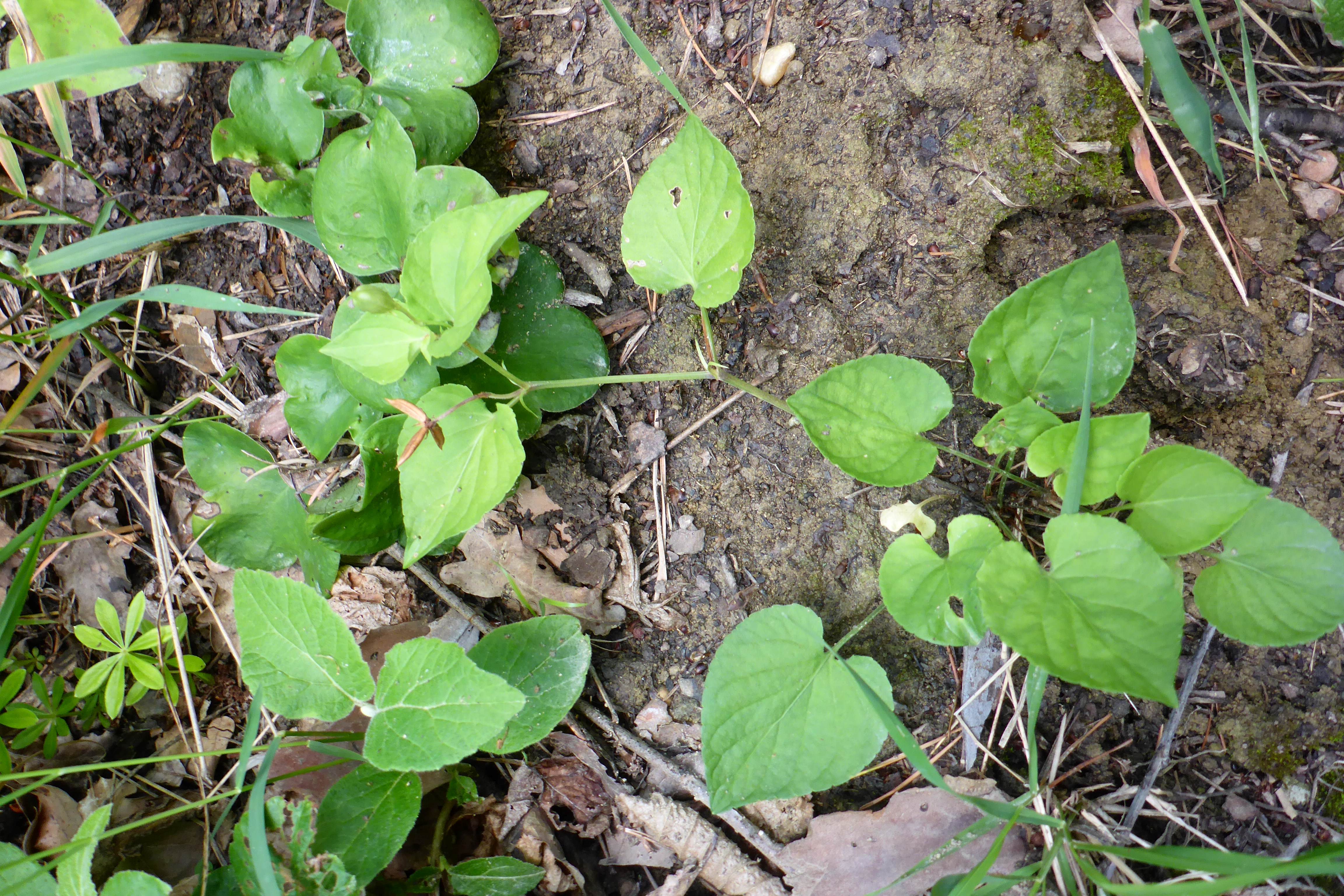 P1340737 viola riviniana.jpg