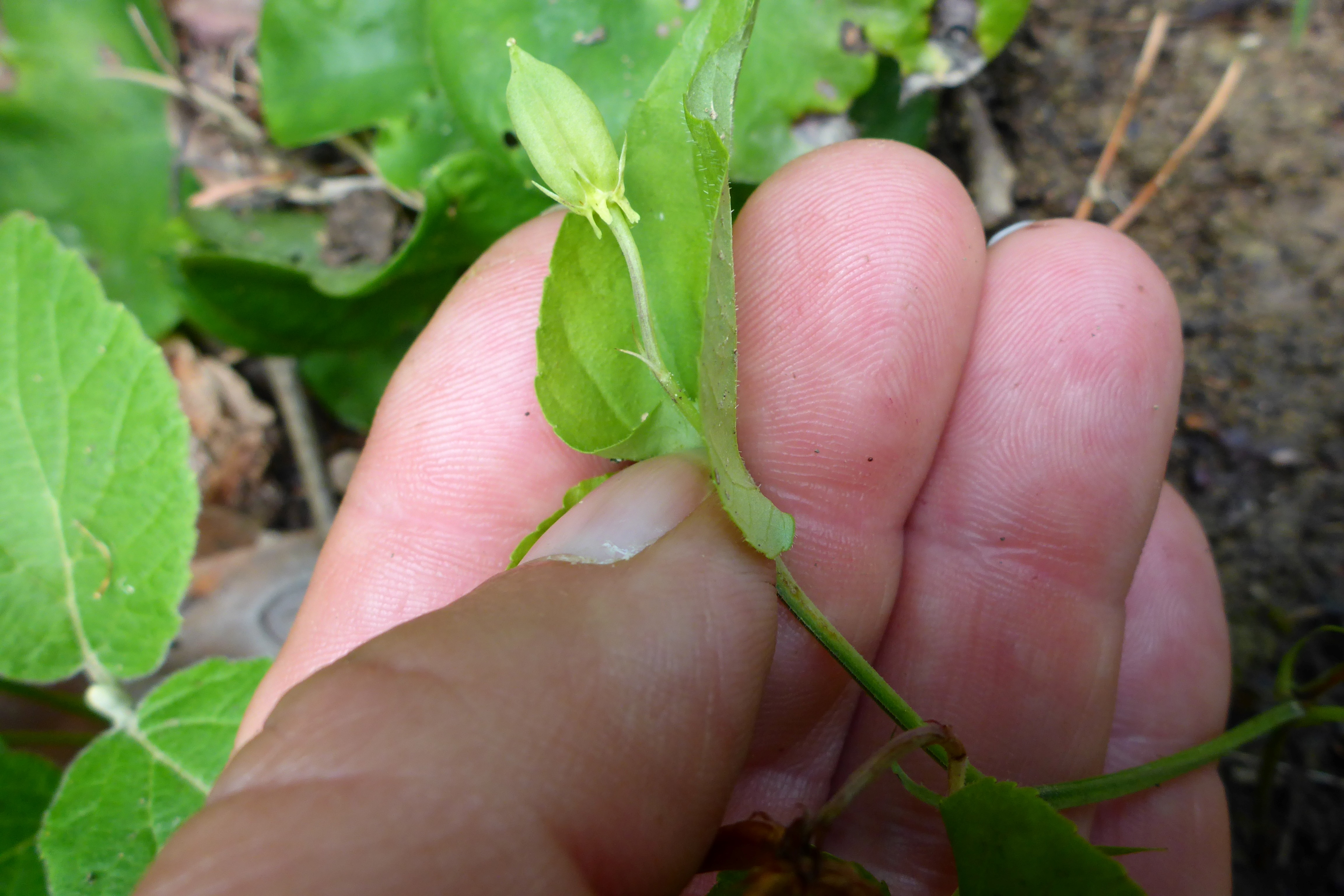 P1340739 viola riviniana.jpg