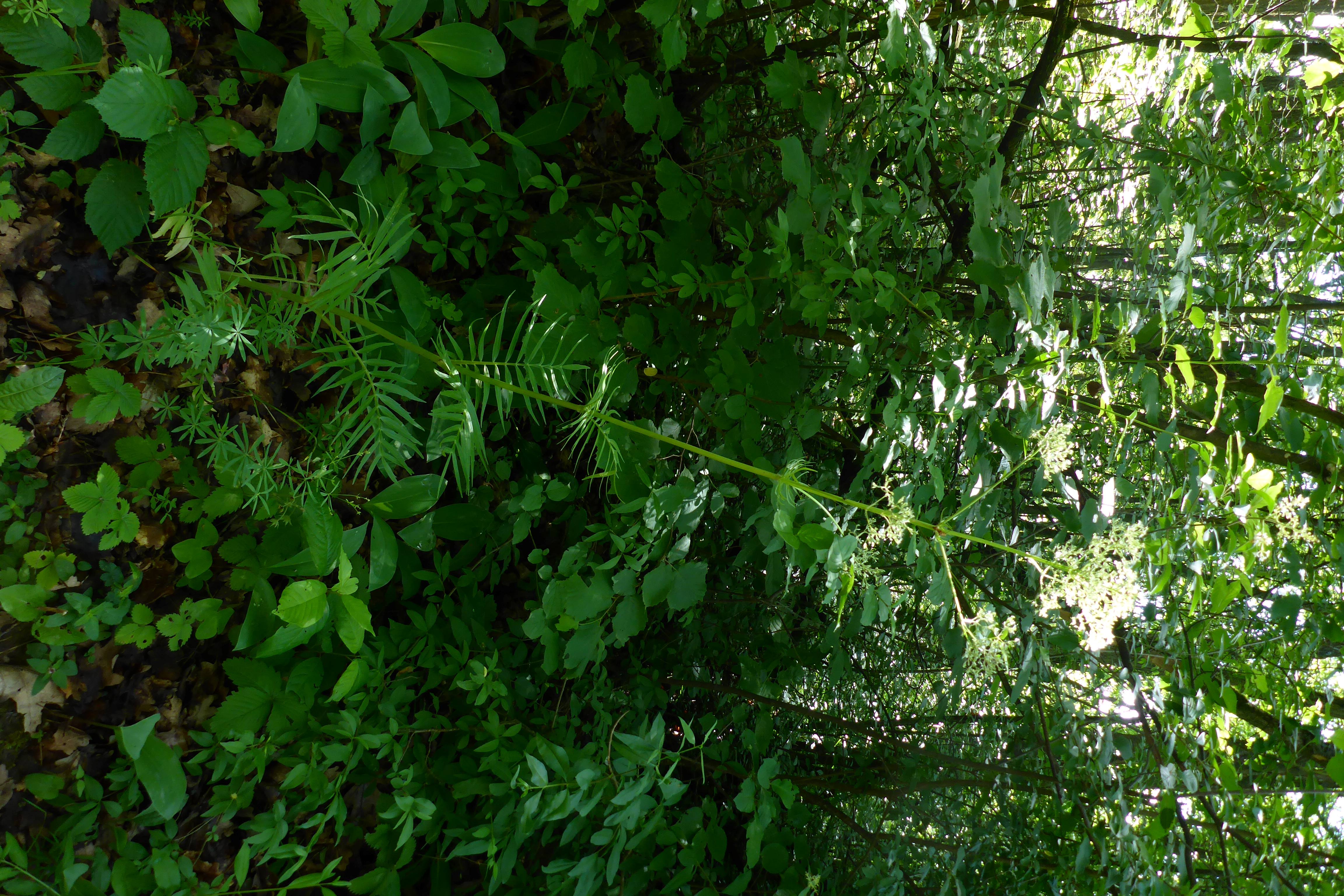 P1340750 valeriana officinalis angustifolia.jpg