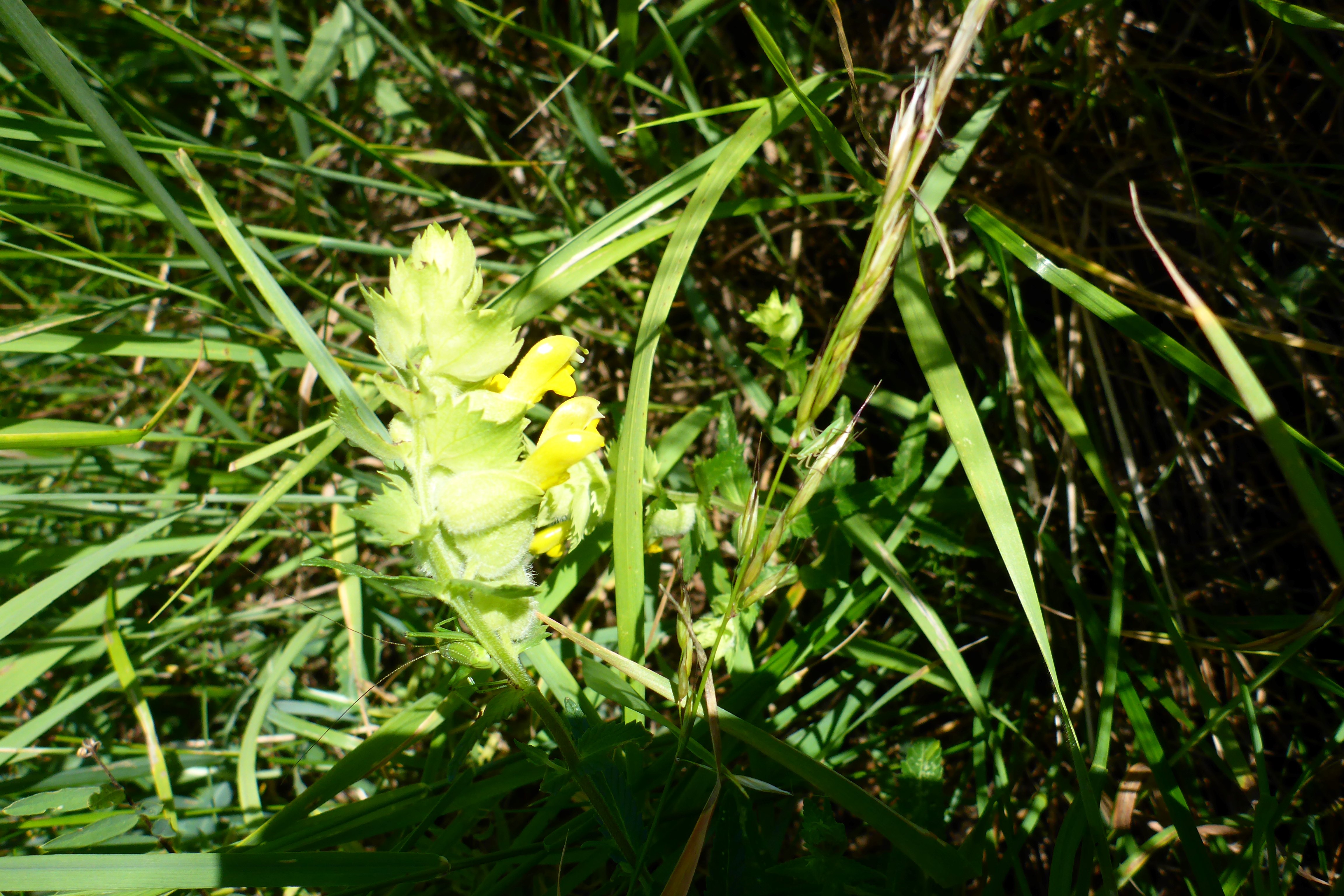 P1340760 rhinanthus alectorolophus.jpg
