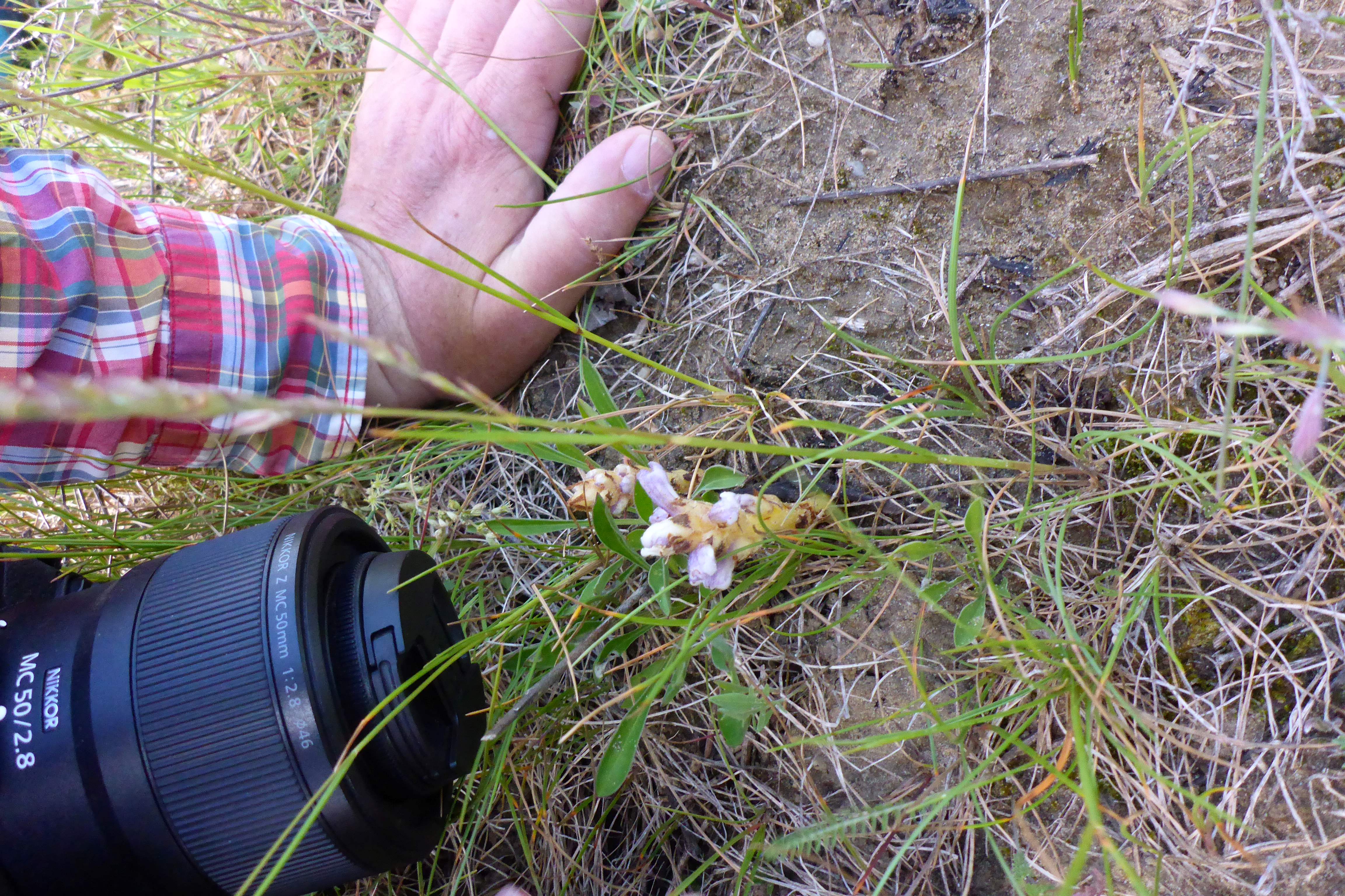 P1340766 orobanche coerulescens.jpg