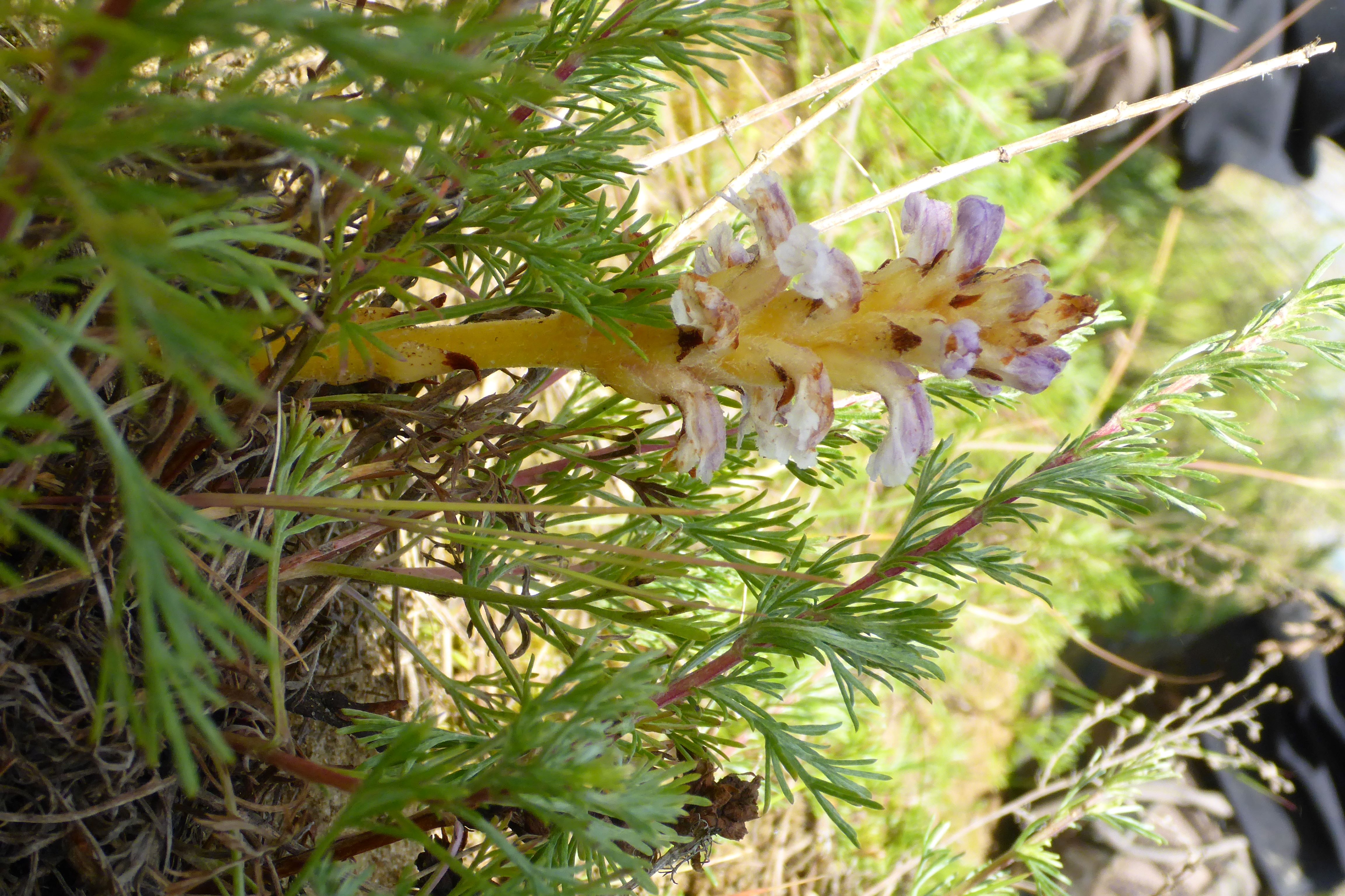 P1340769 orobanche coerulescens.jpg