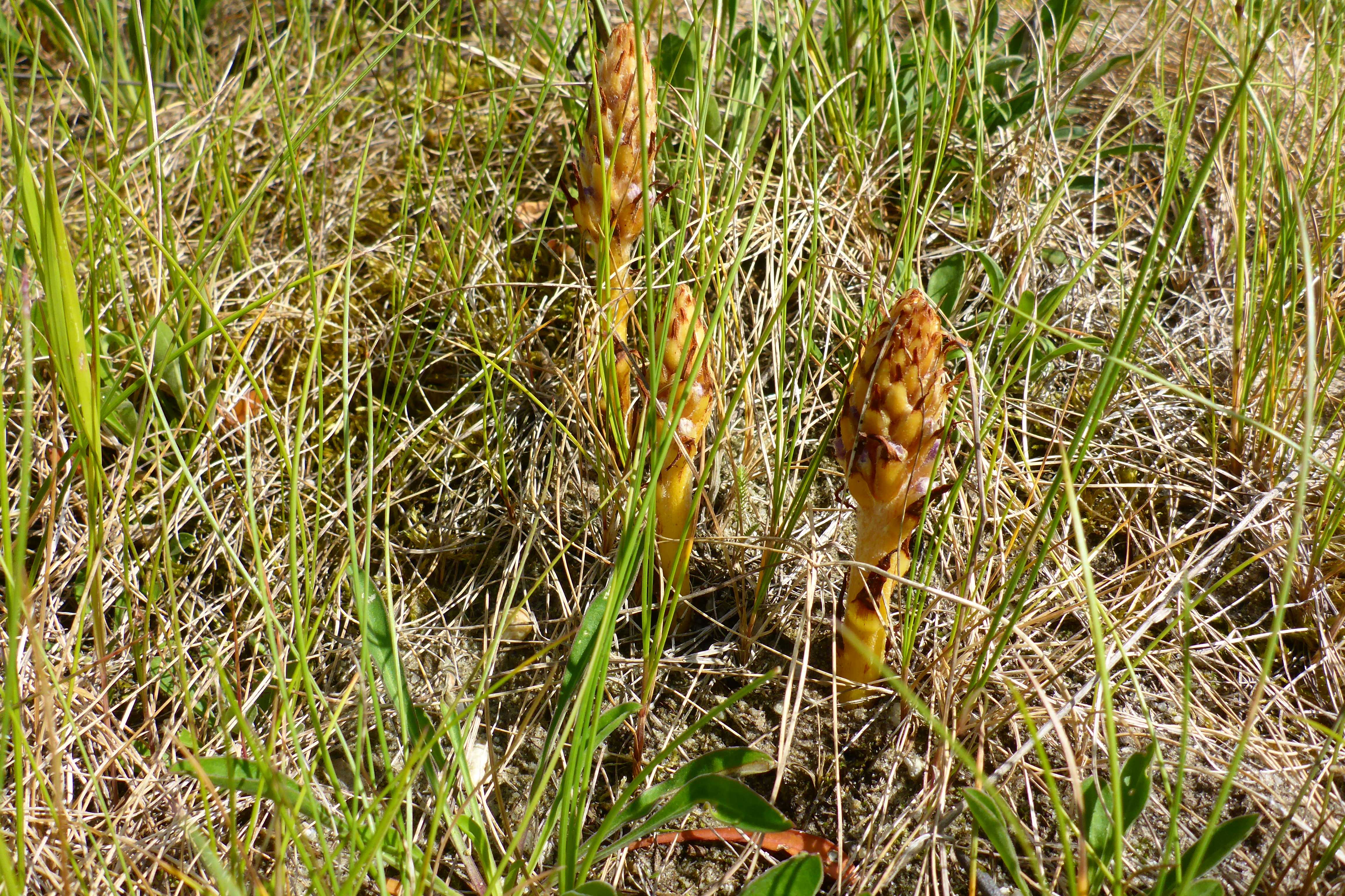 P1340770 orobanche coerulescens.jpg