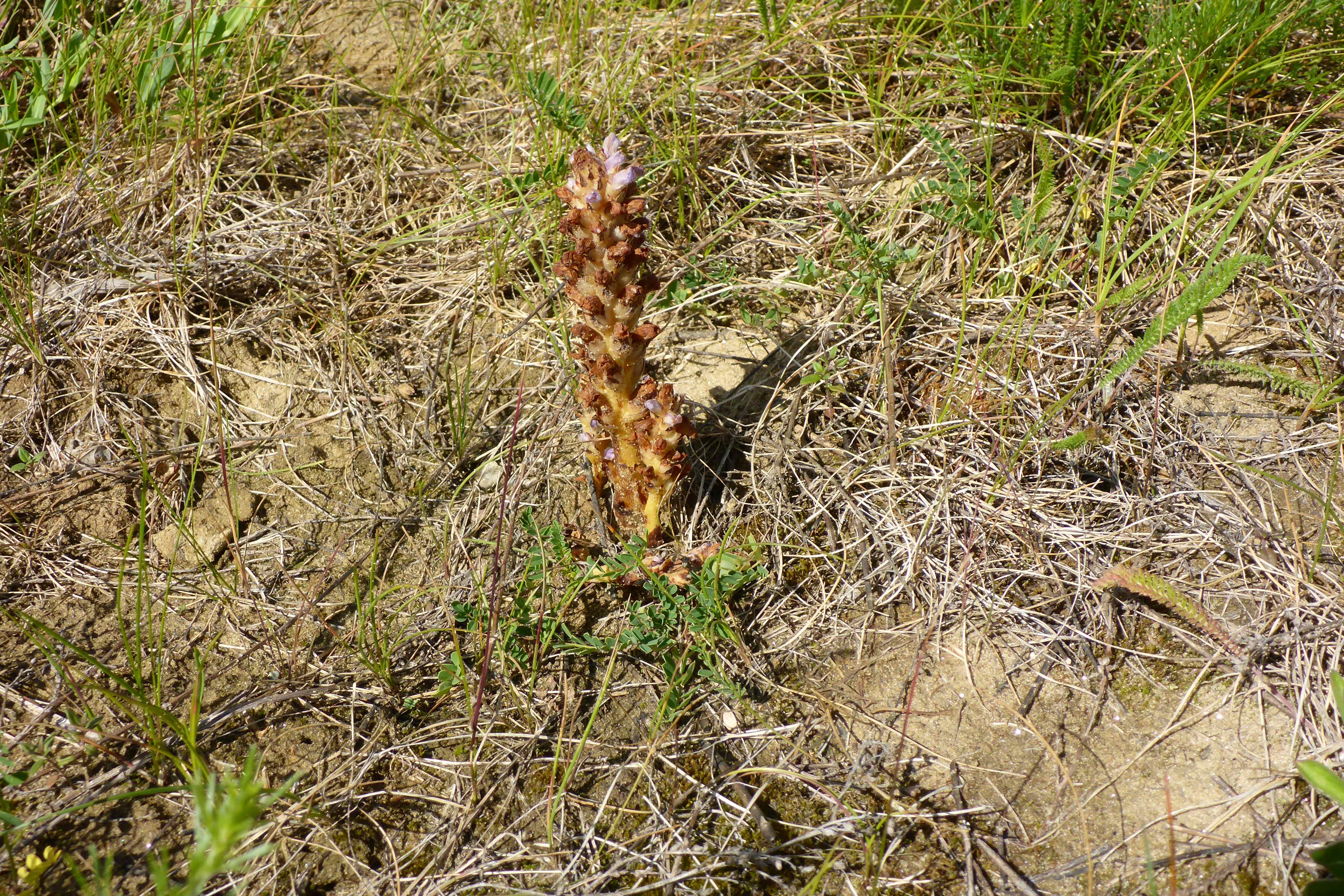 P1340780 orobanche coerulescens.jpg