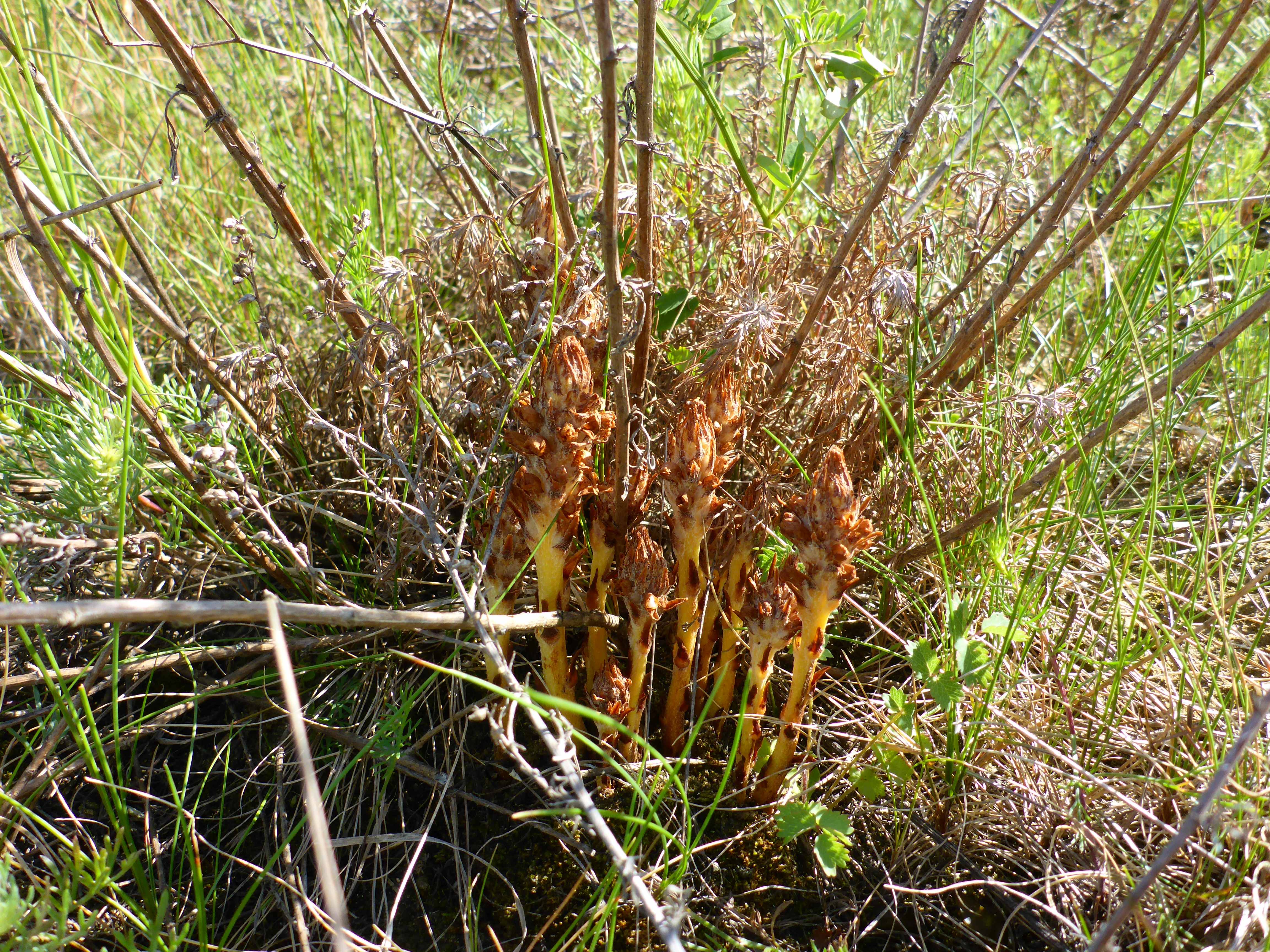 P1340794 orobanche coerulescens.jpg