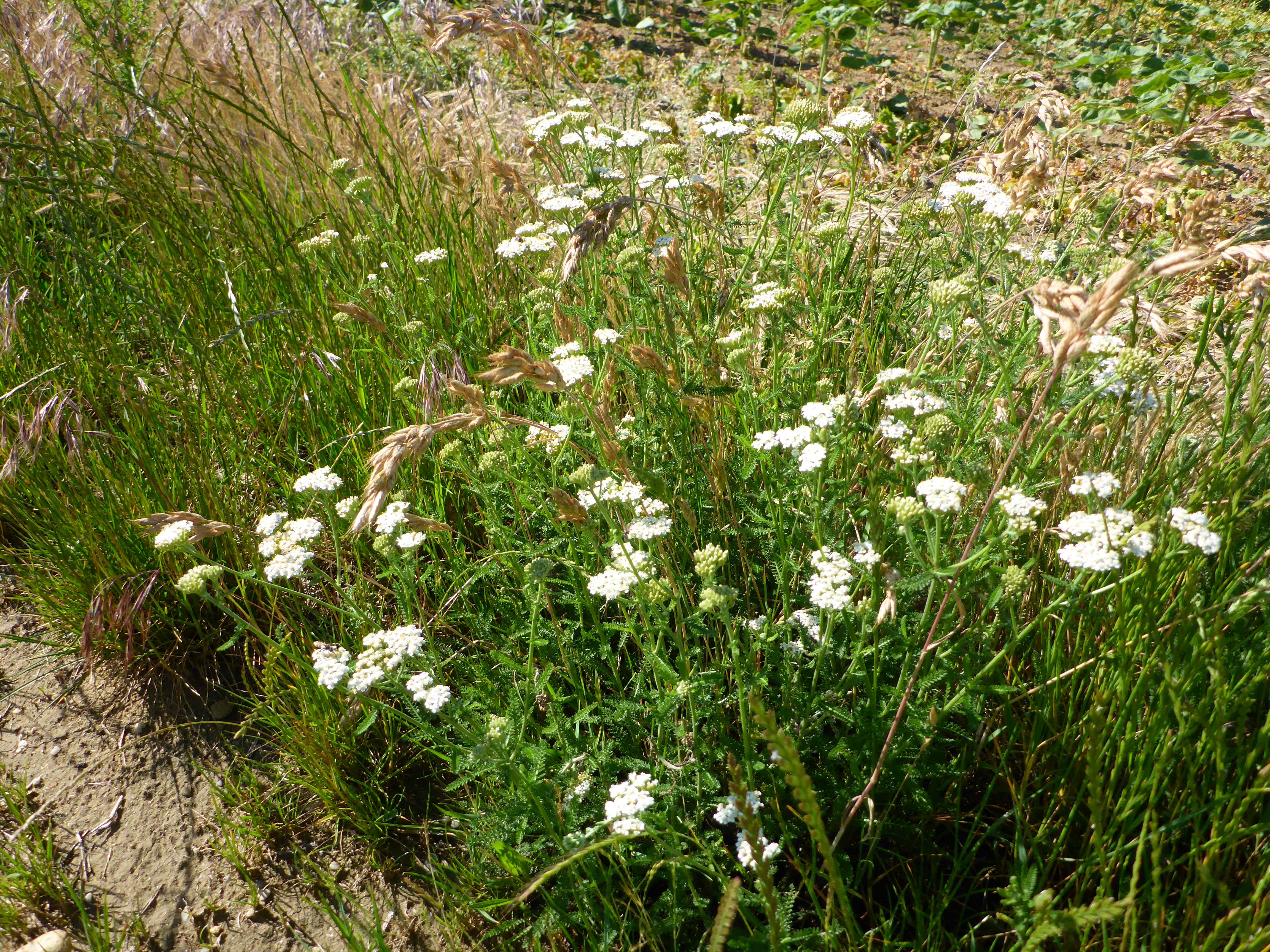 P1340798 achillea collina.jpg