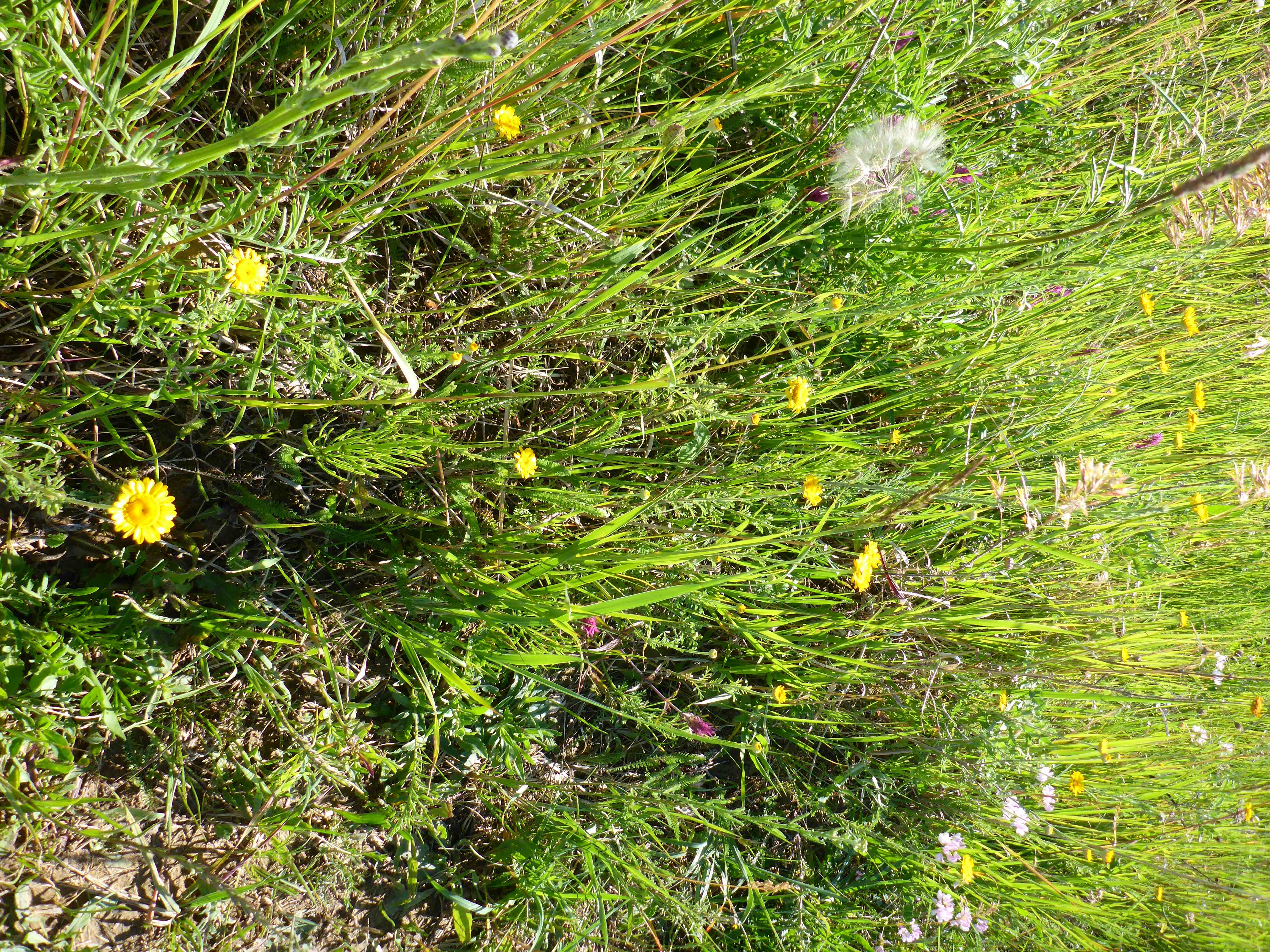 P1340800 cota tinctoria etc.jpg