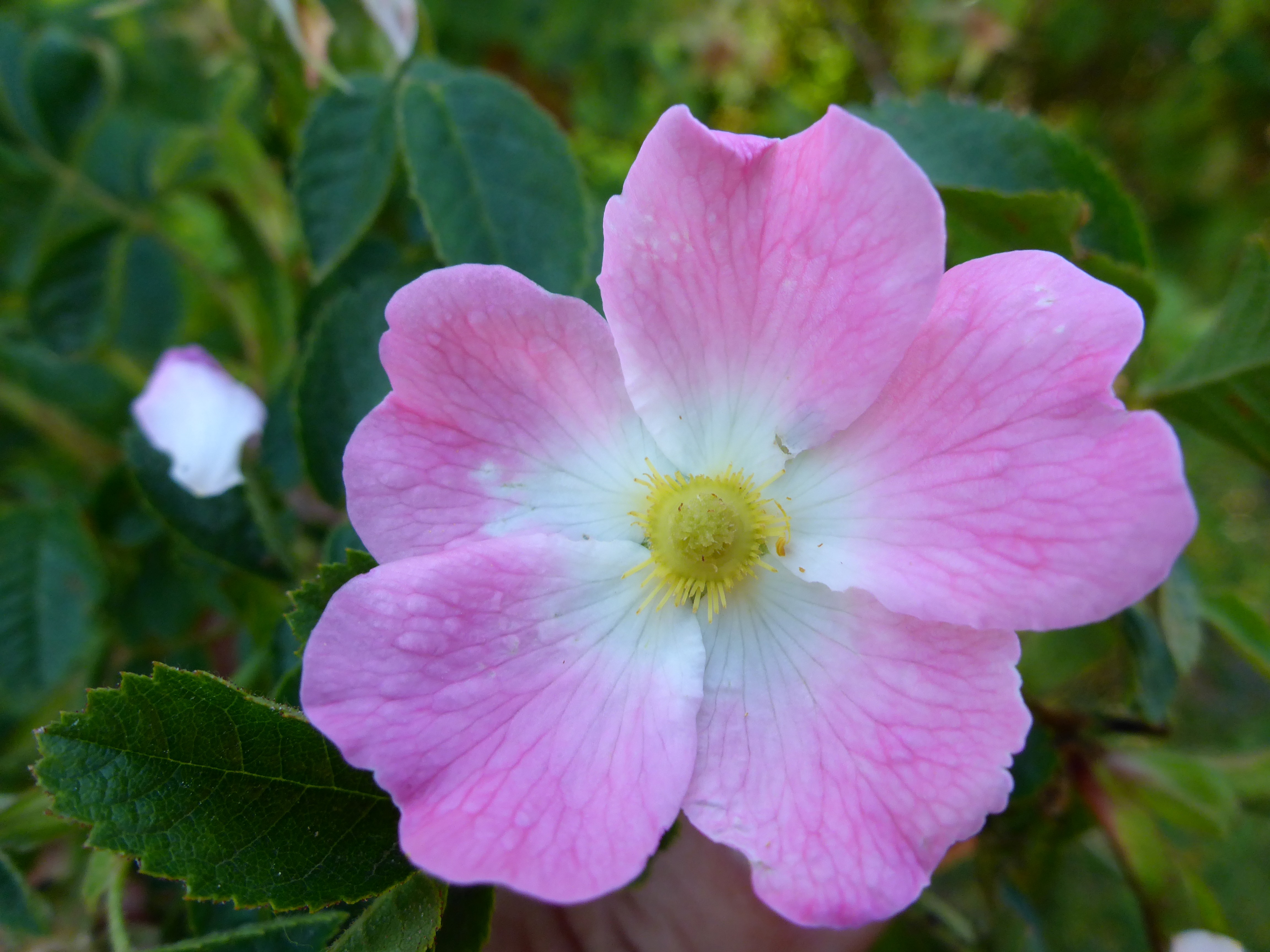 P1340810 rosa cf. rubiginosa.jpg