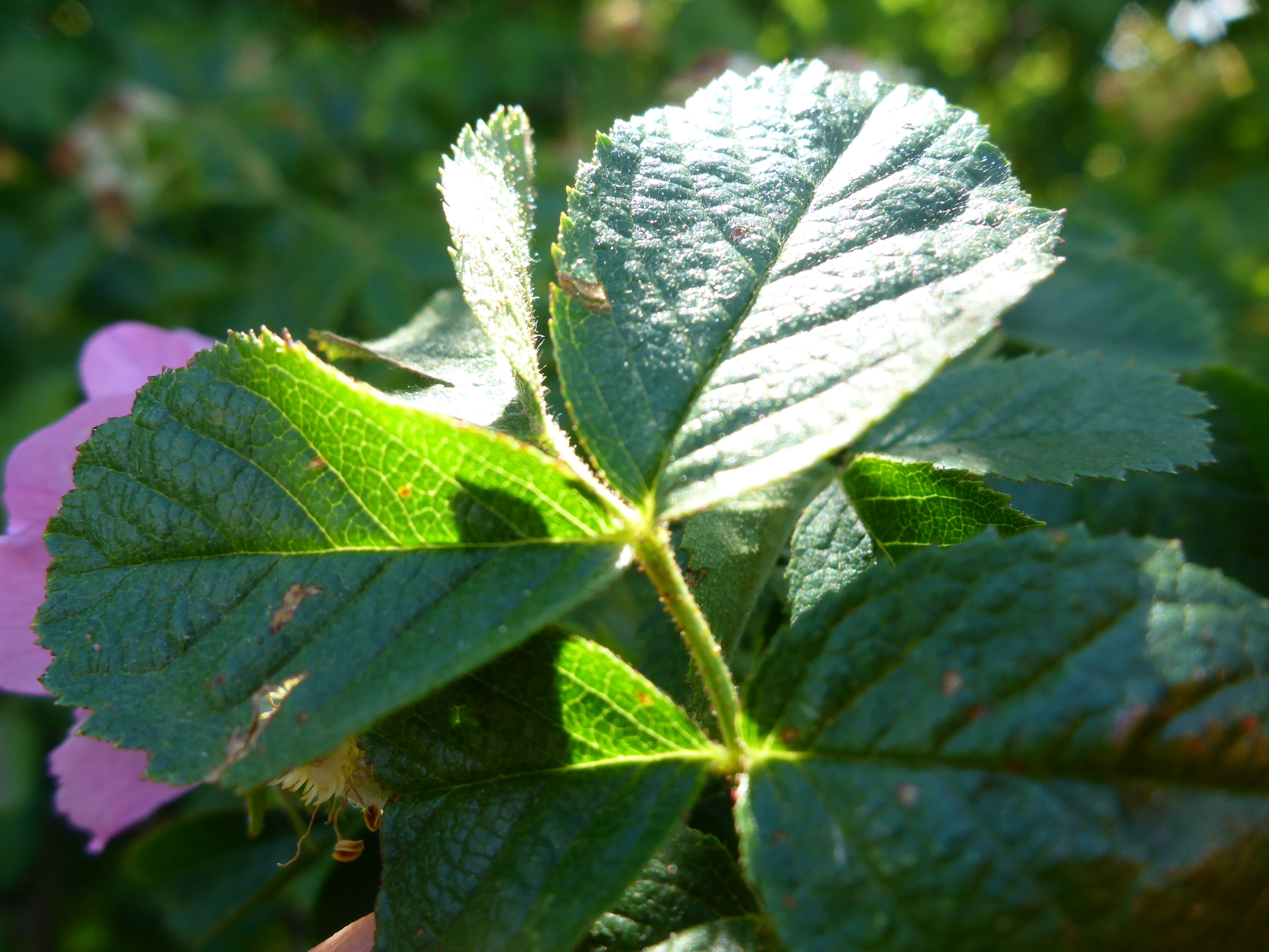 P1340813 rosa cf. rubiginosa.jpg