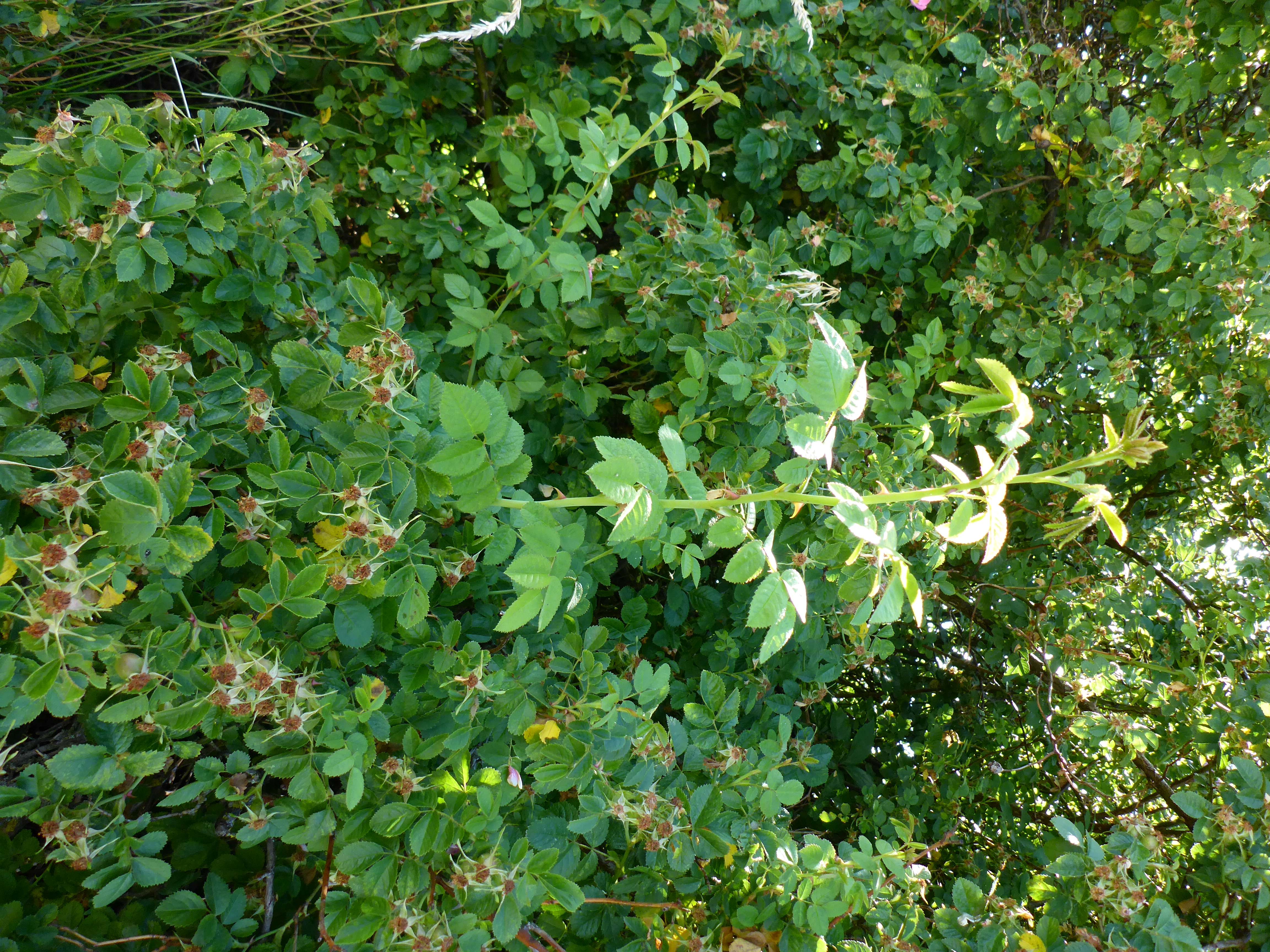 P1340830 rosa cf. rubiginosa.jpg