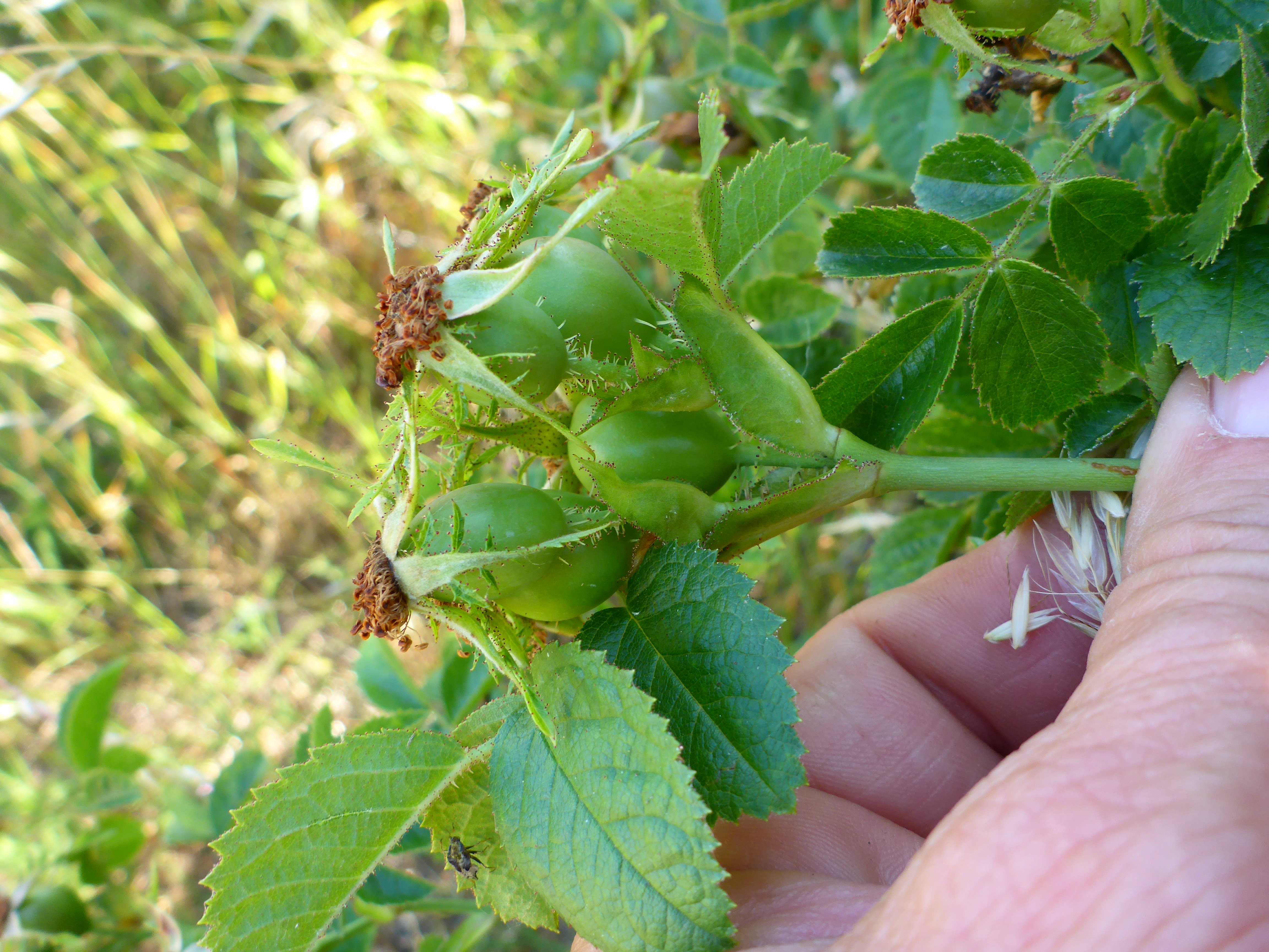 P1340836 rosa cf. rubiginosa.jpg