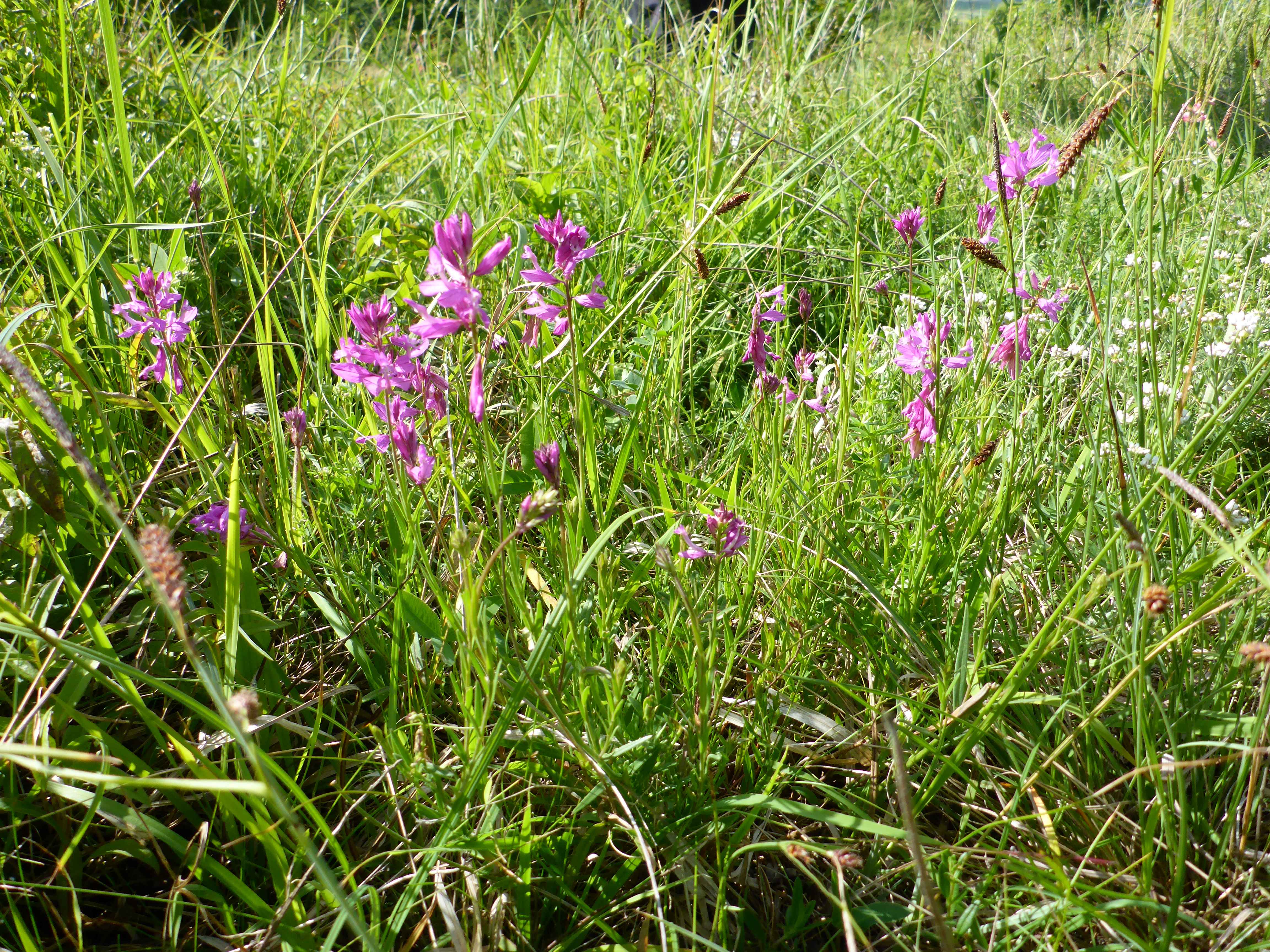 P1340851 polygala major.jpg