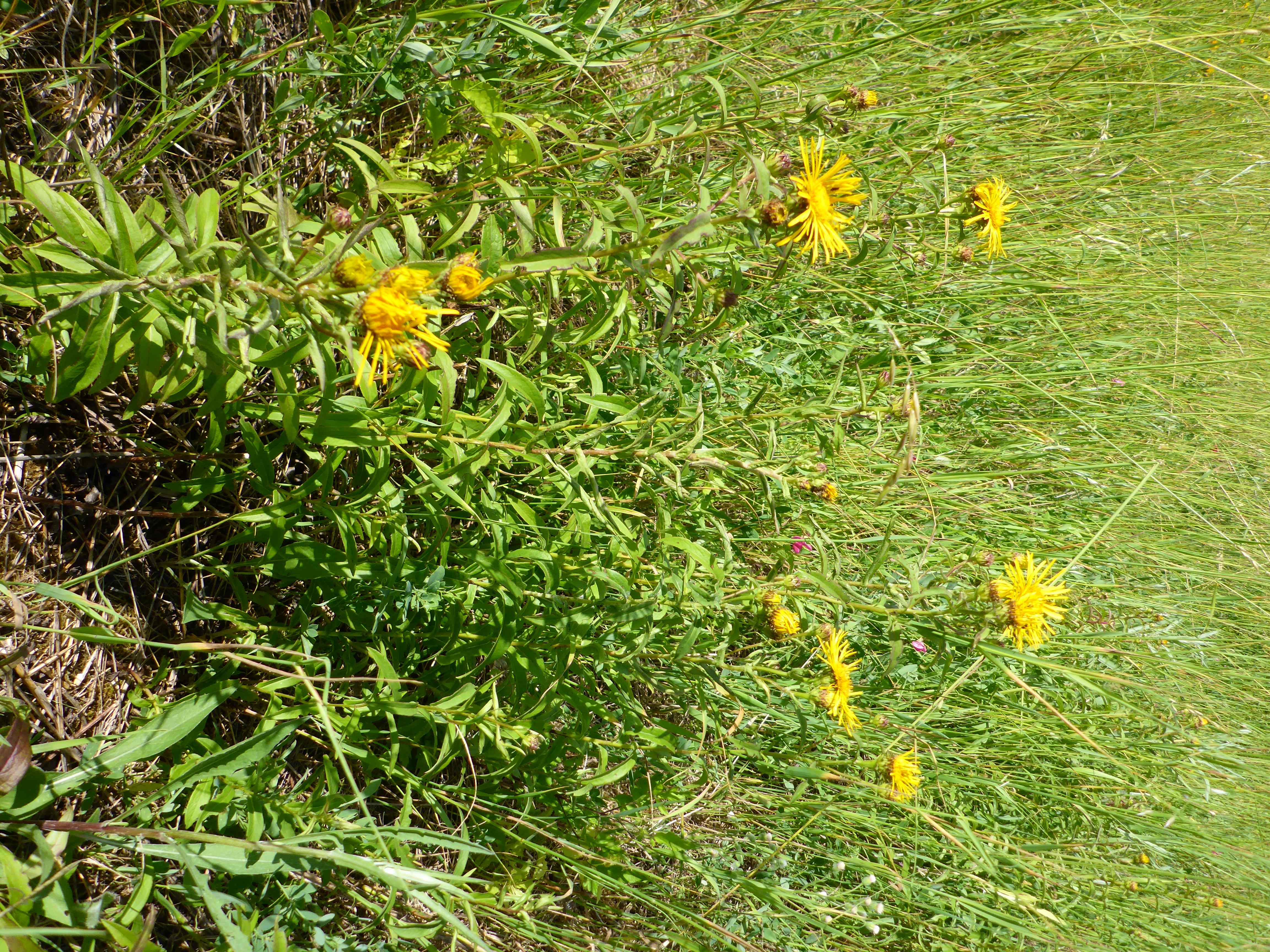 P1340852 pentanema salicinum.jpg