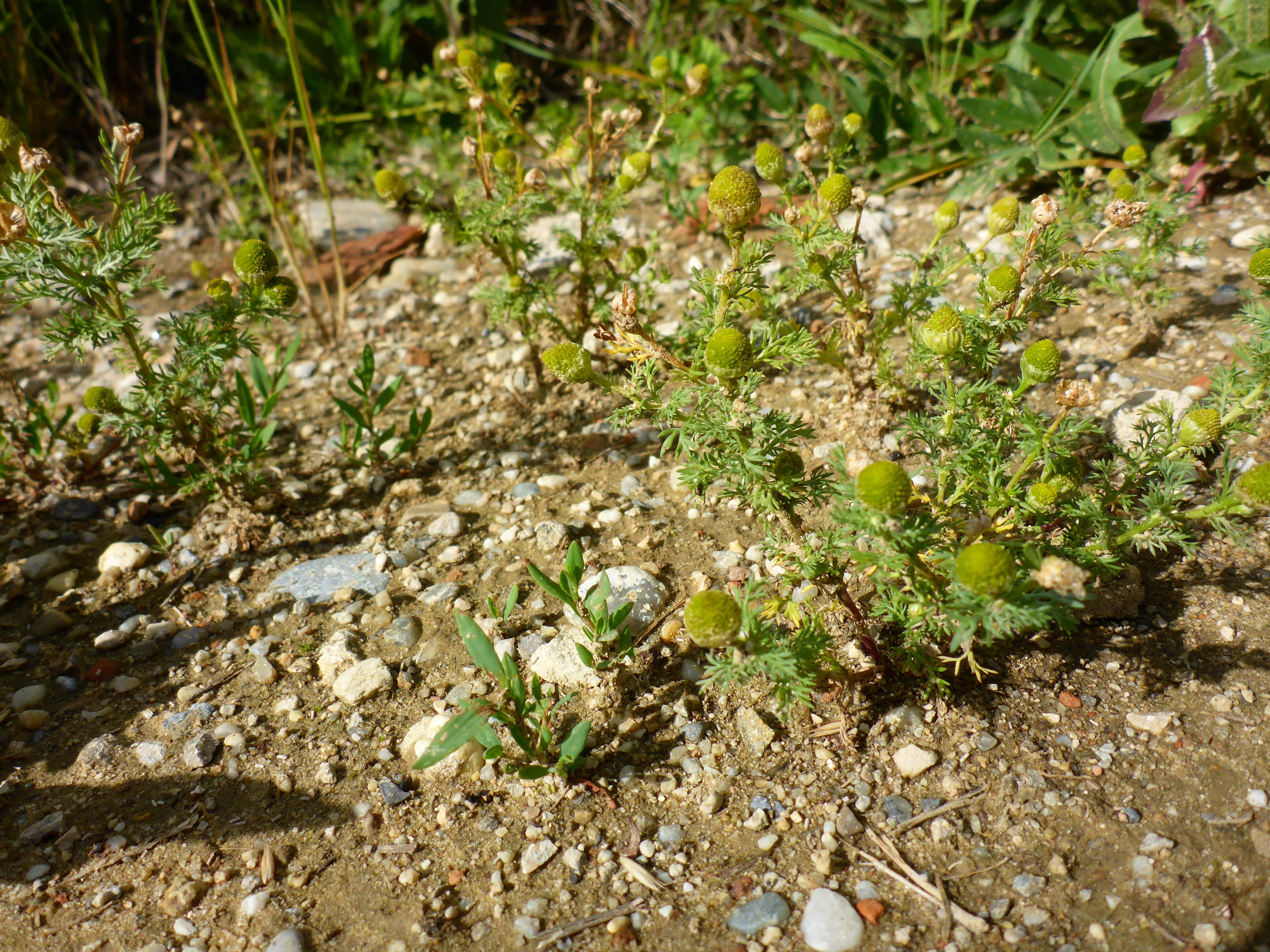 P1340879 Matricaria discoidea.jpg