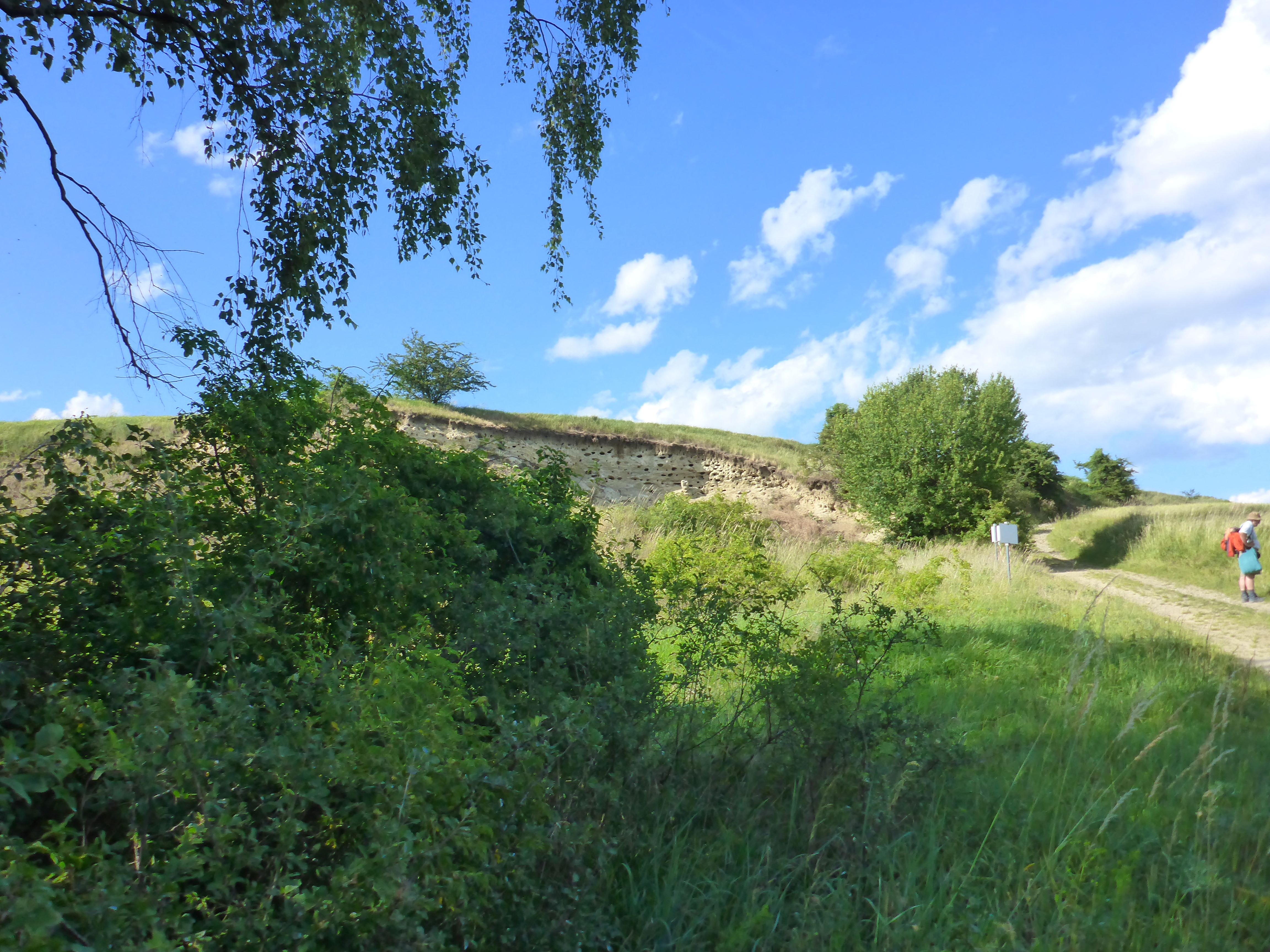 P1340882 bienenfresserwand.jpg