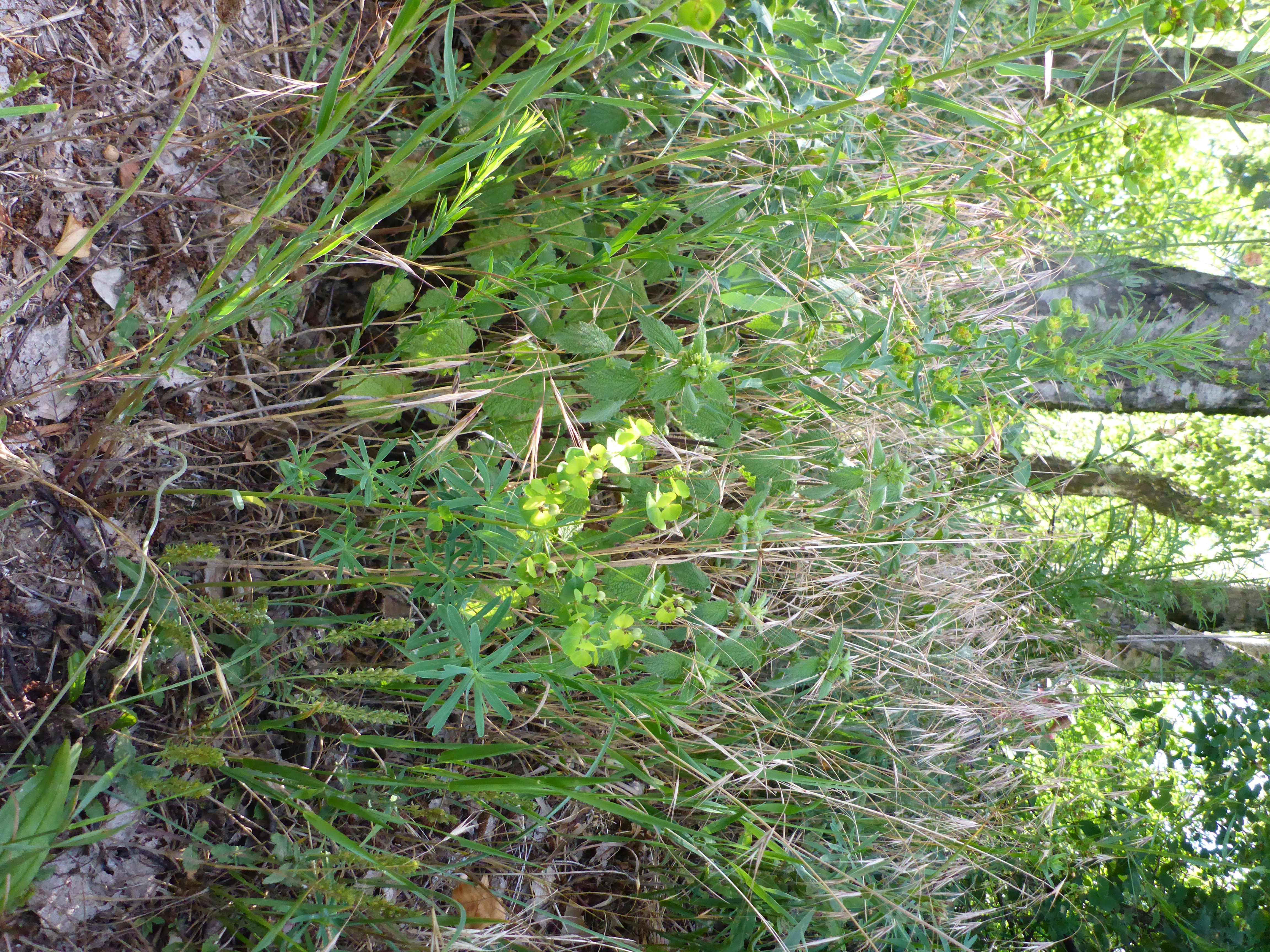P1340883 Mischbestand Euphorbia virgata und esula.jpg