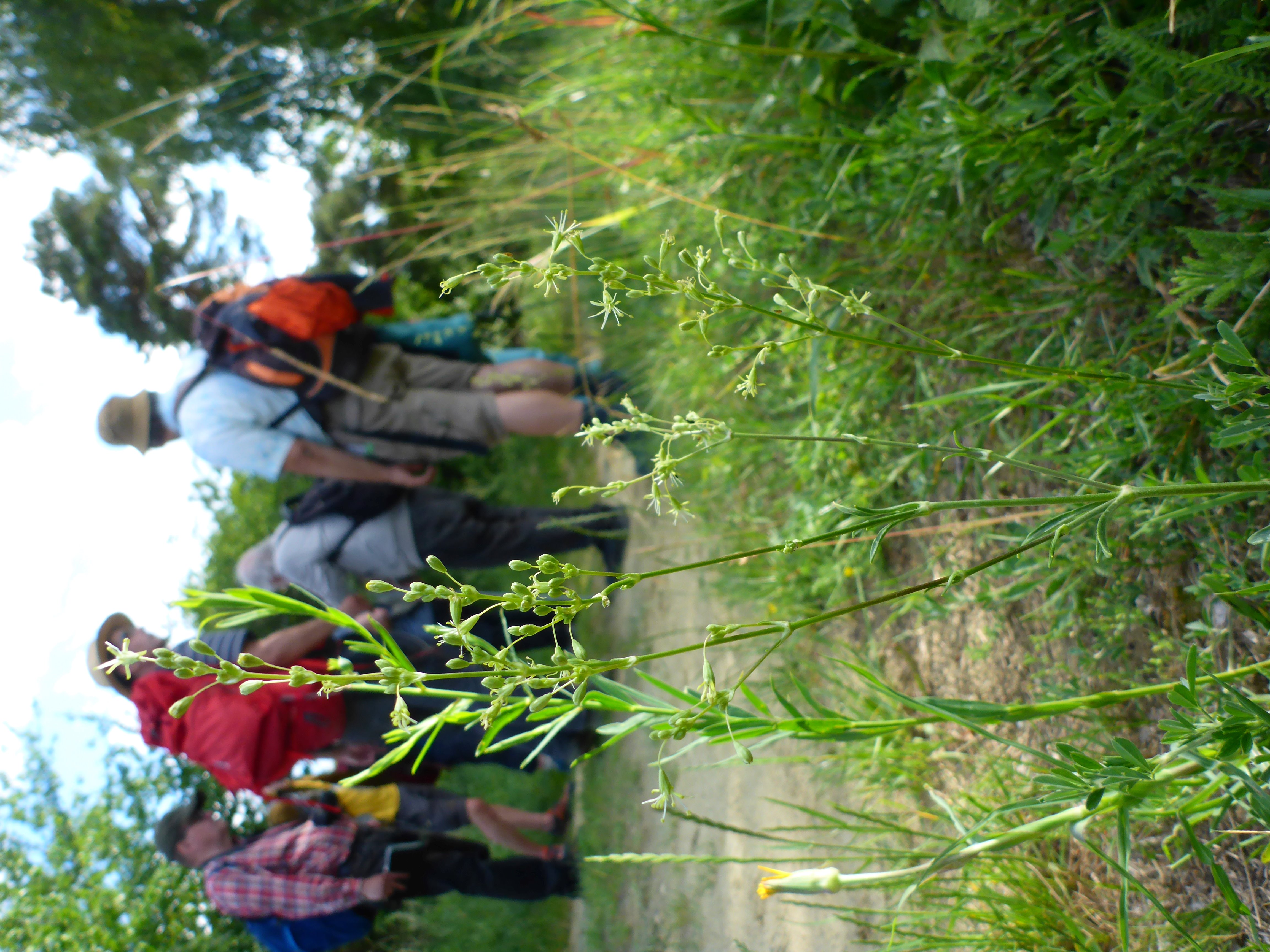 P1340893 Silene otites.jpg
