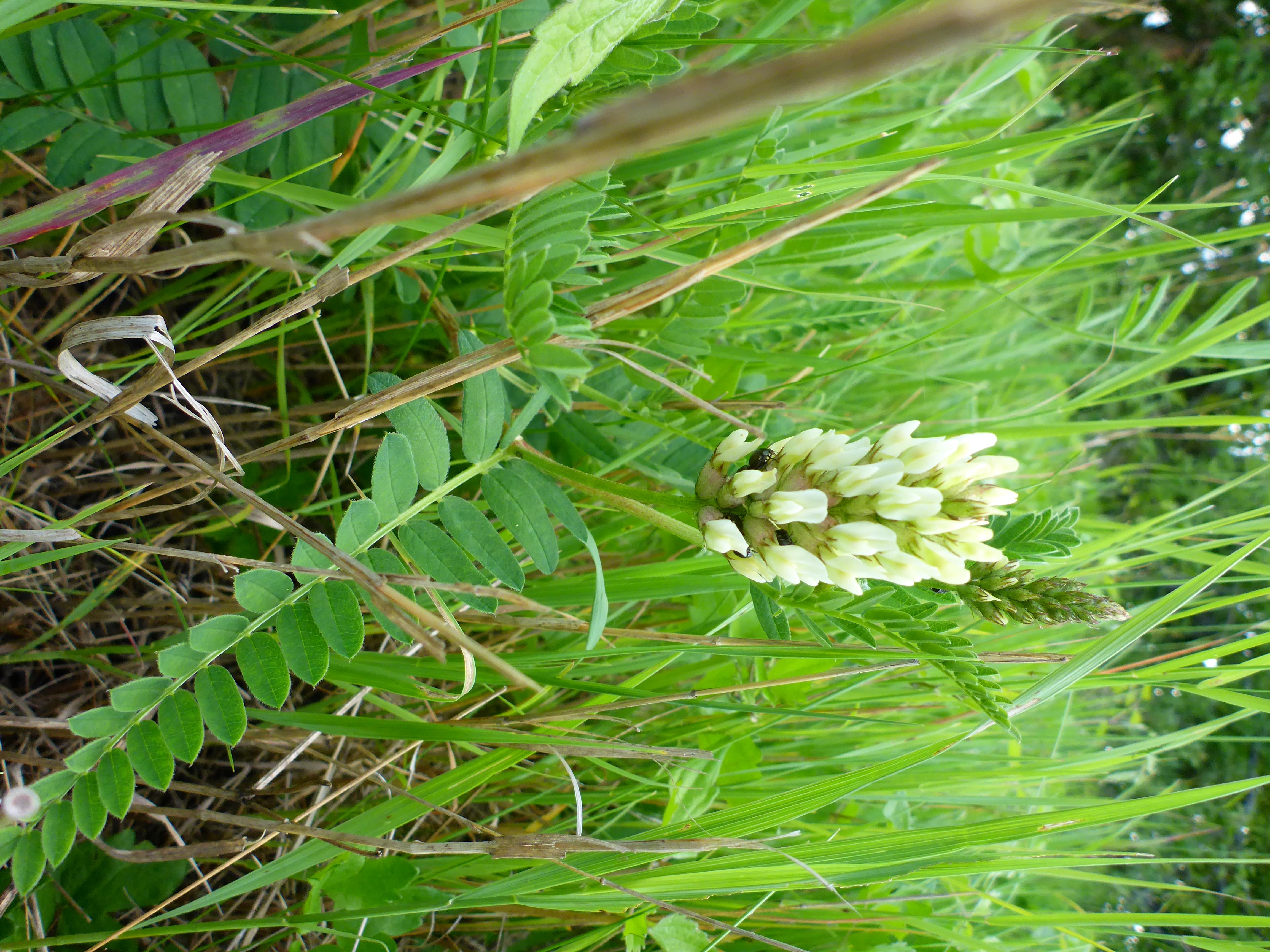 P1340901 Astragalus cicer.jpg