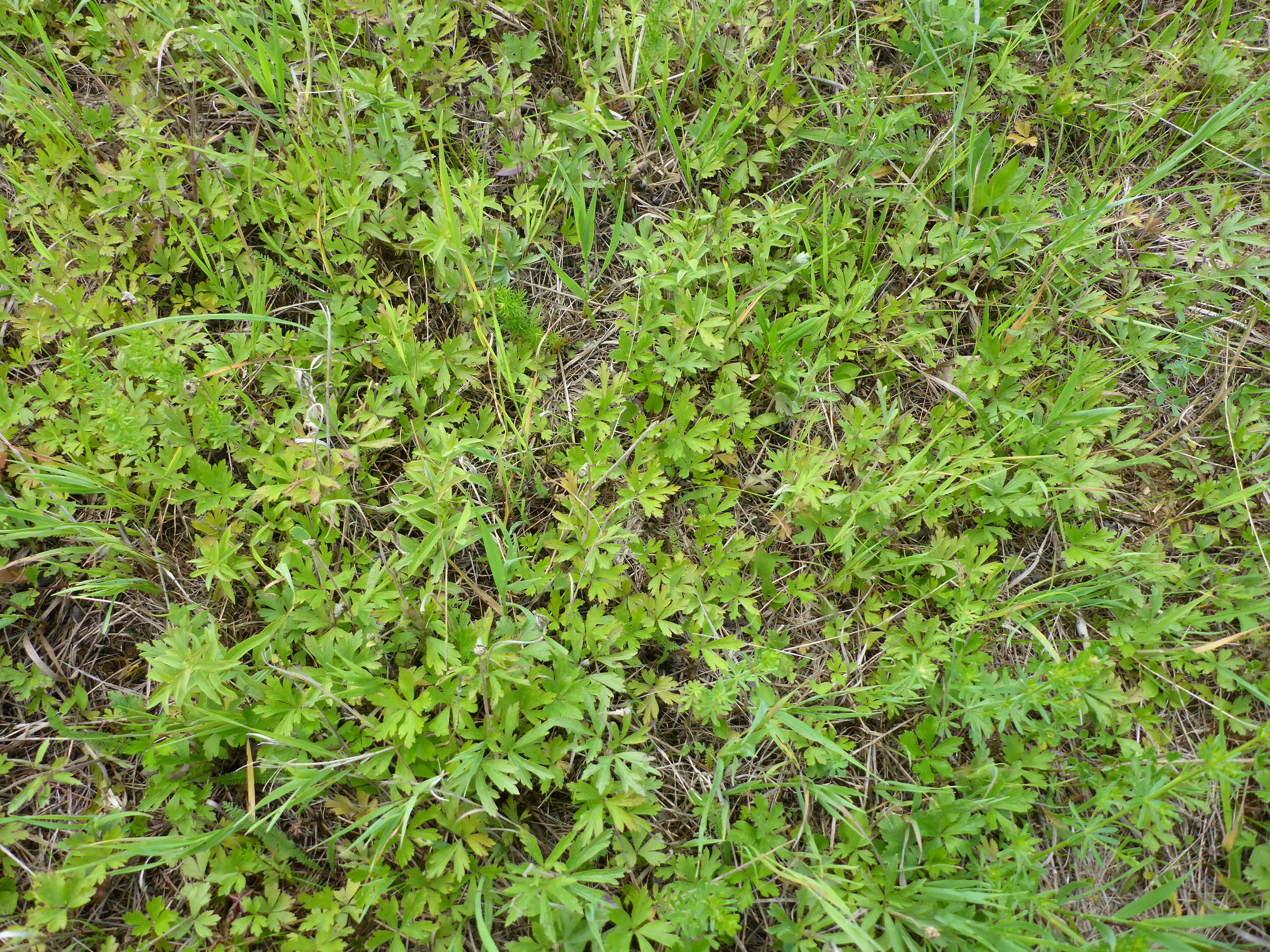 P1340903 Anemone sylvestris.jpg