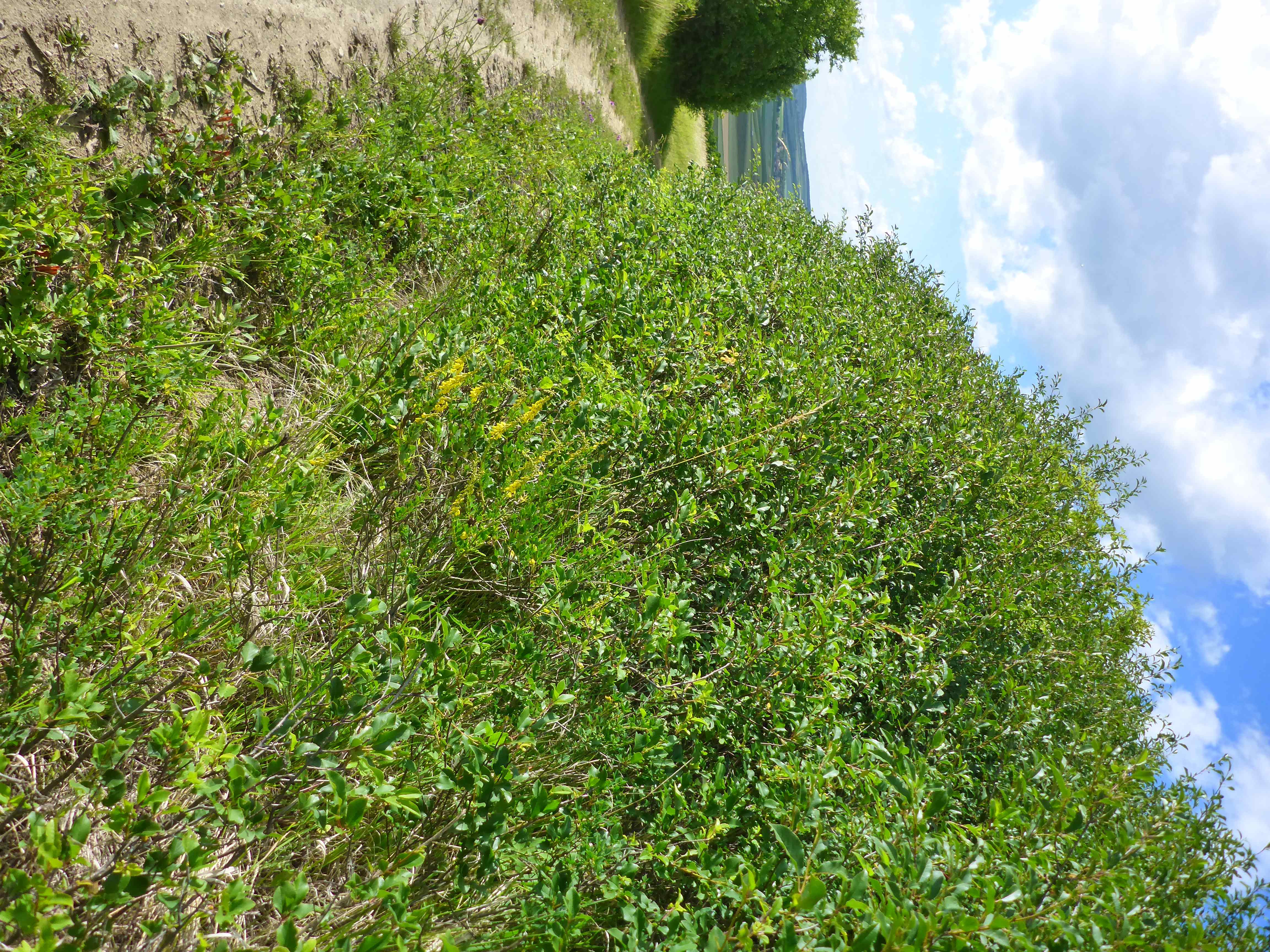 P1340914 Prunus x eminens, Cytisus nigricans.jpg