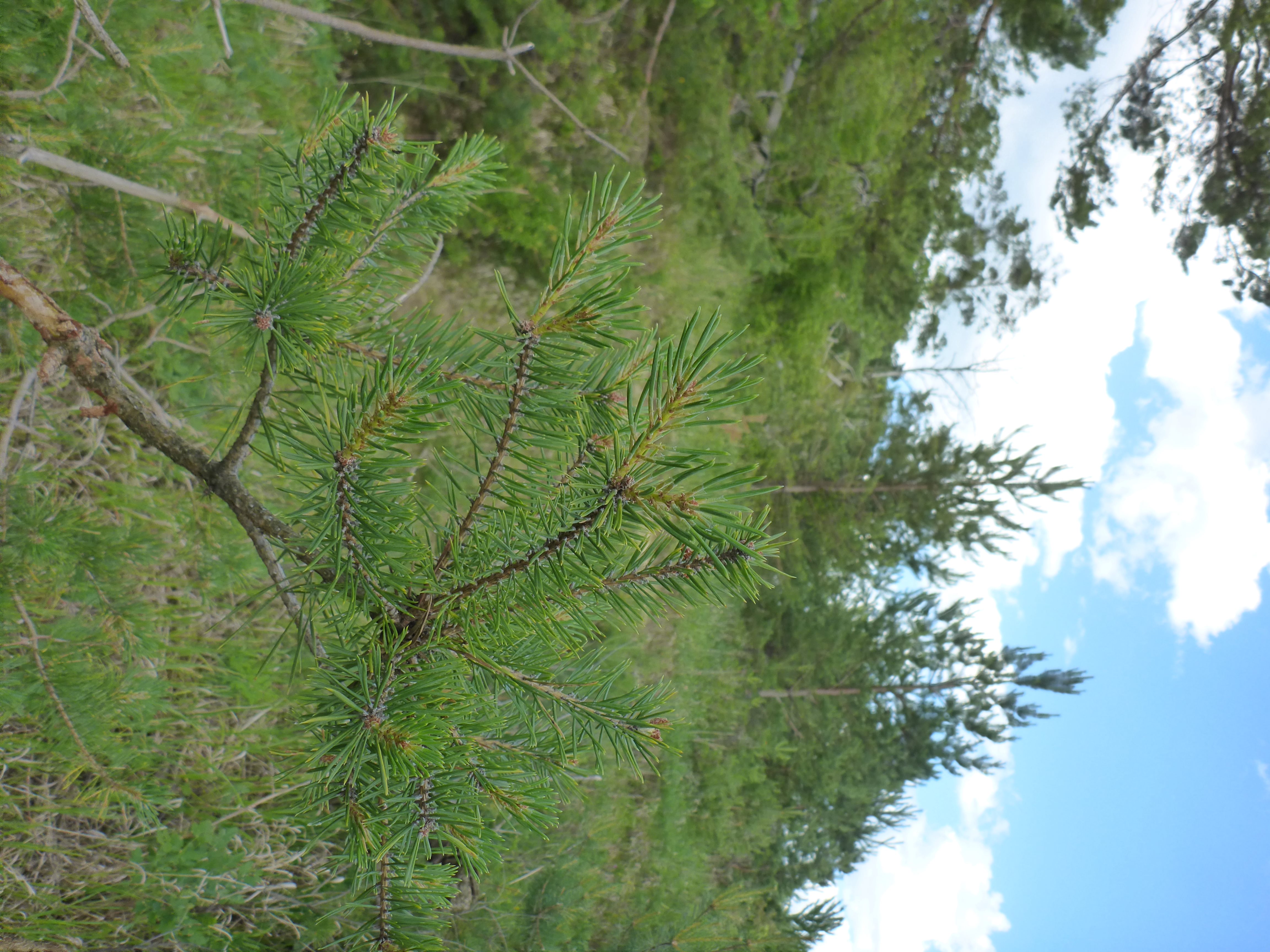 P1340916 Pinus sylvestris.jpg