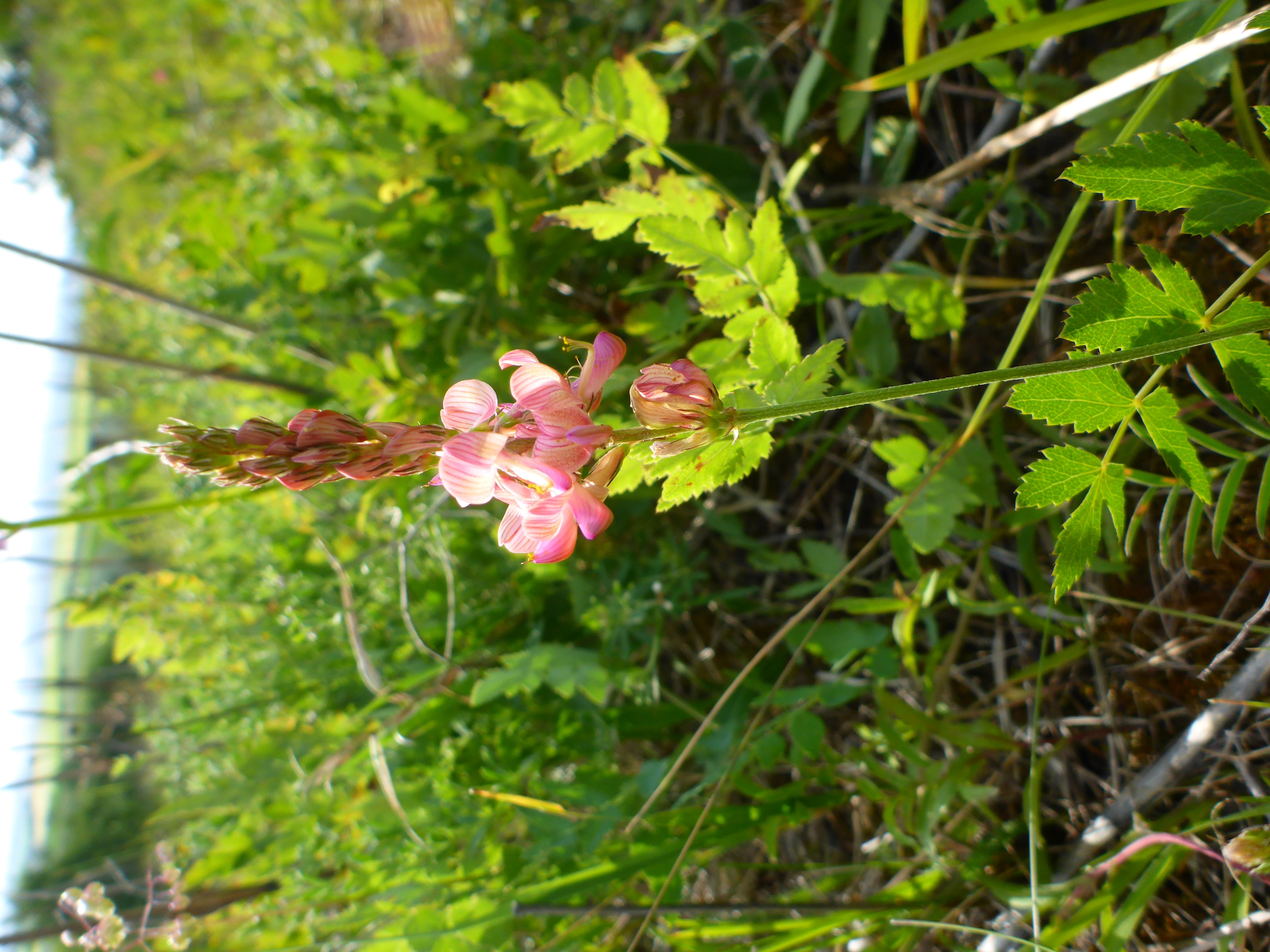 P1340927 Onobrychis arenaria.jpg