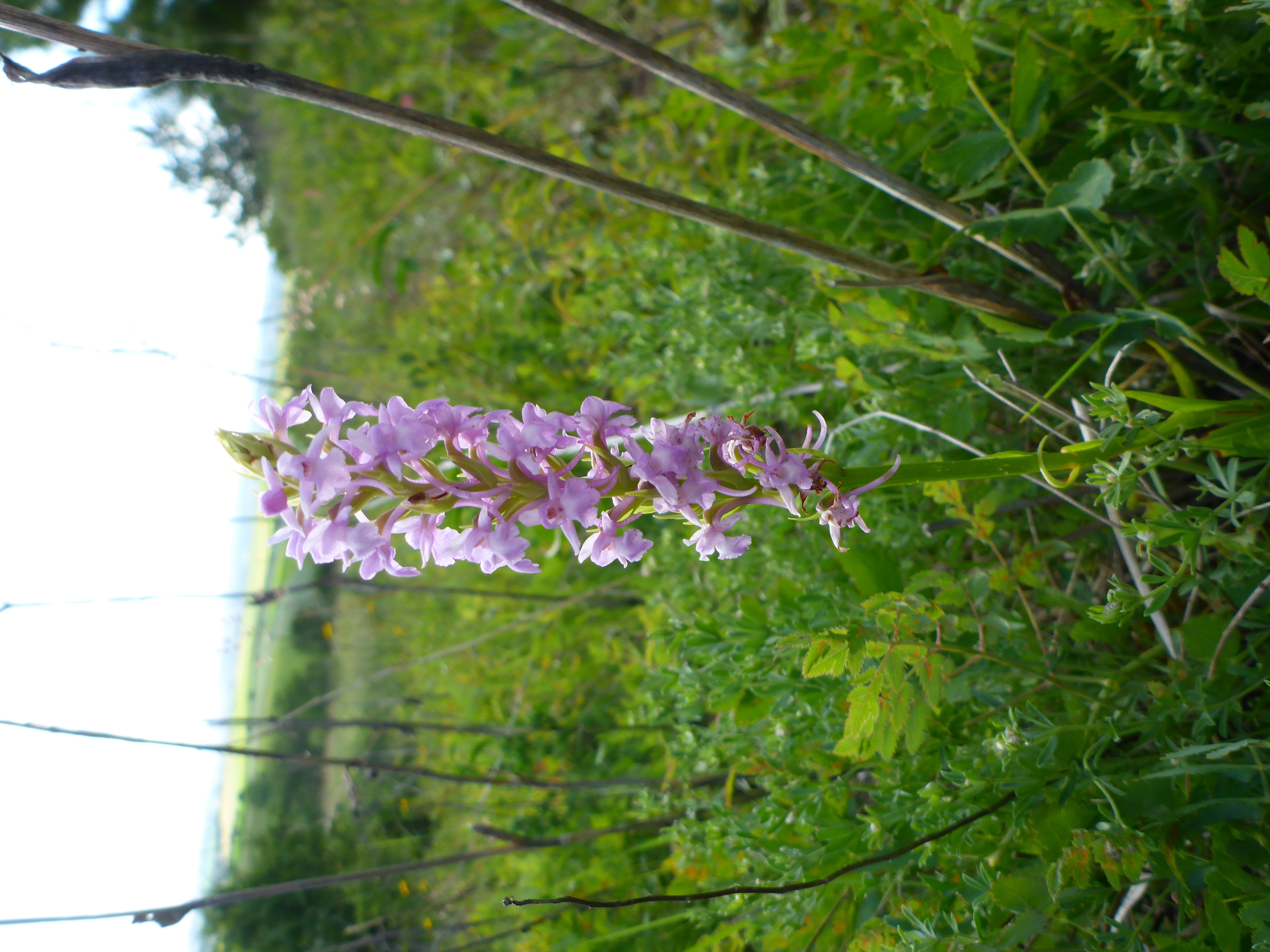 P1340928 Gymnadenia conopsea.jpg
