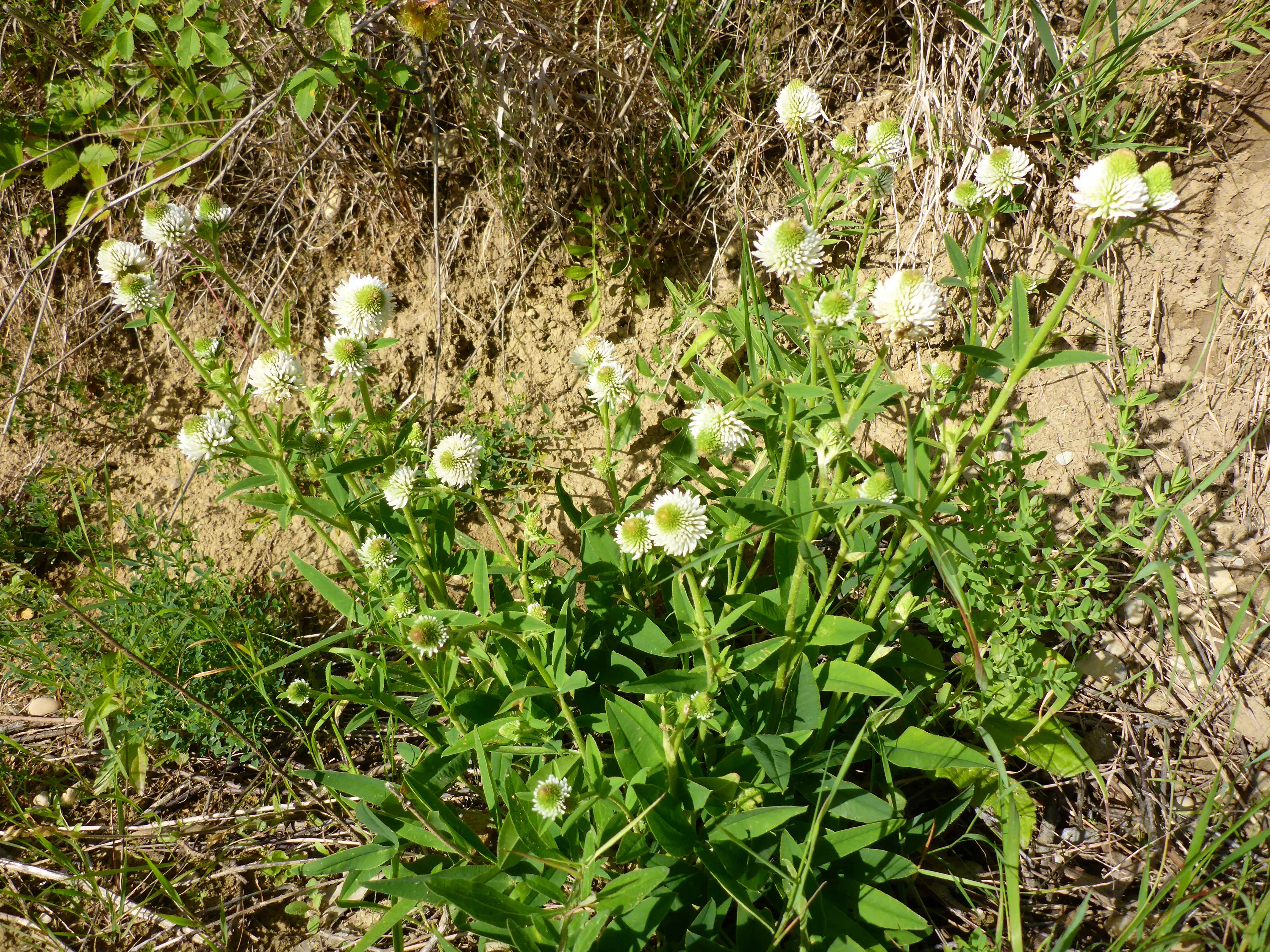 P1340931 Trifolium montanum.jpg