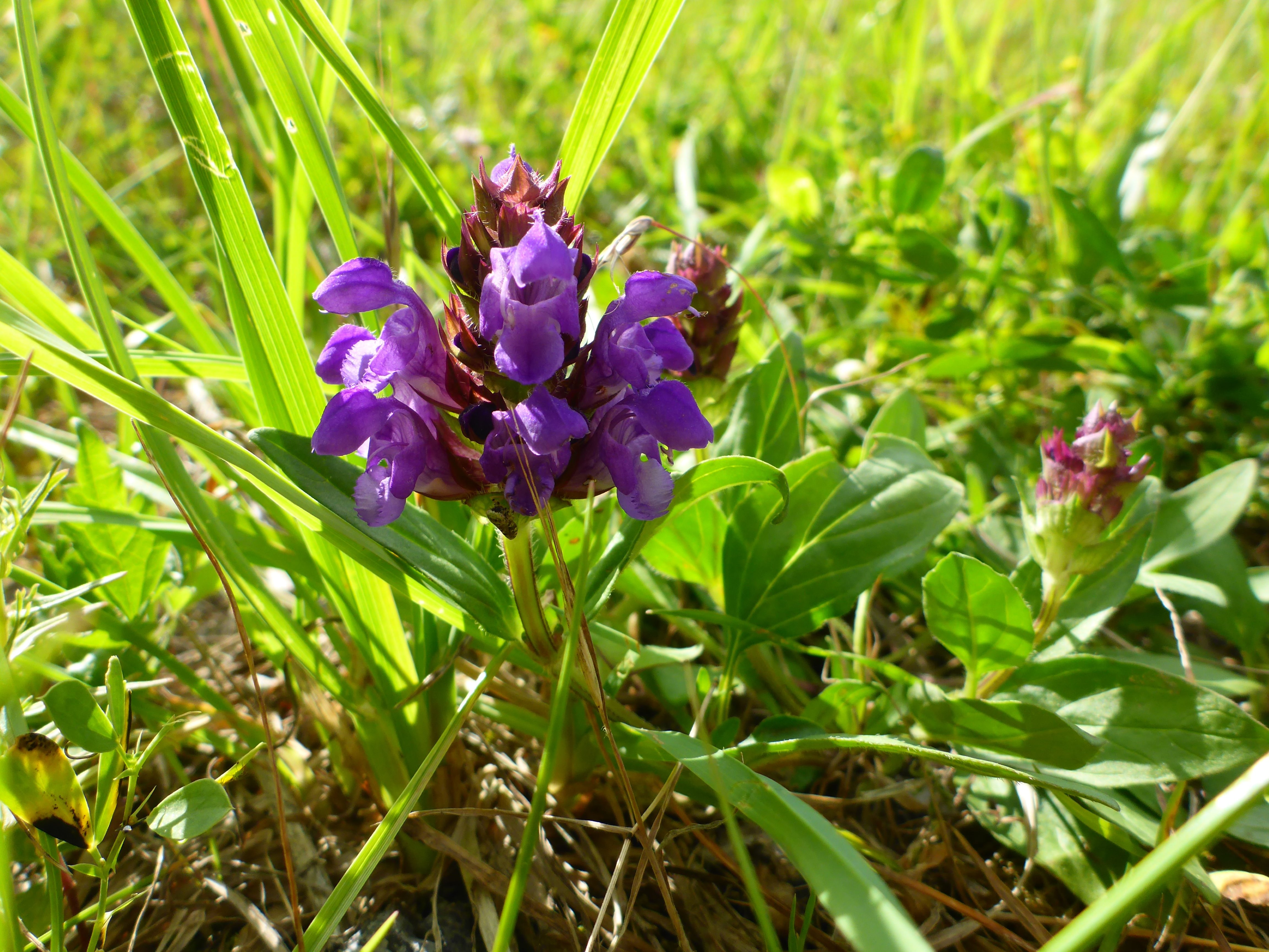 P1340932 Prunella grandiflora.jpg