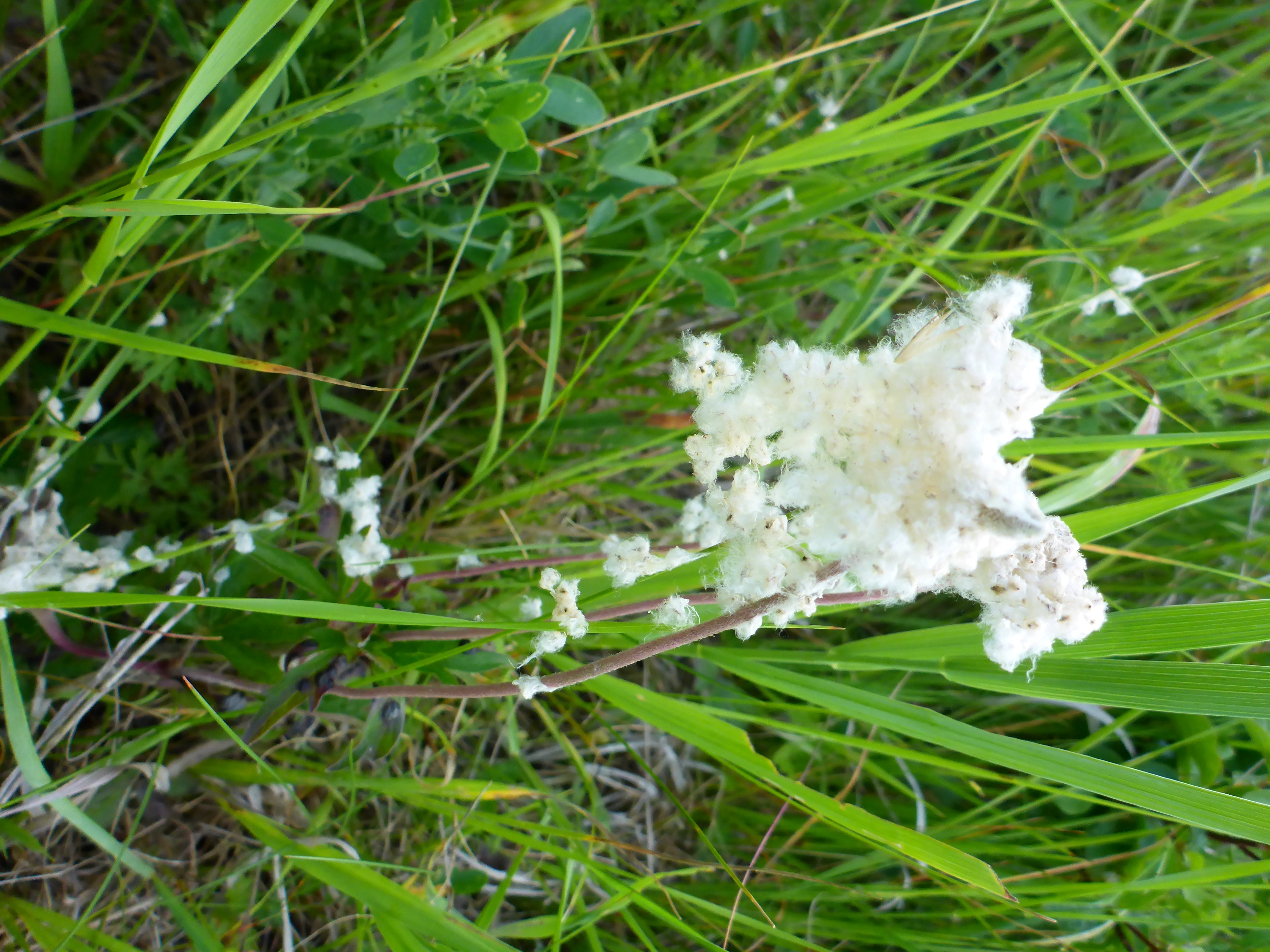 P1340953 Anemone sylvestris.jpg