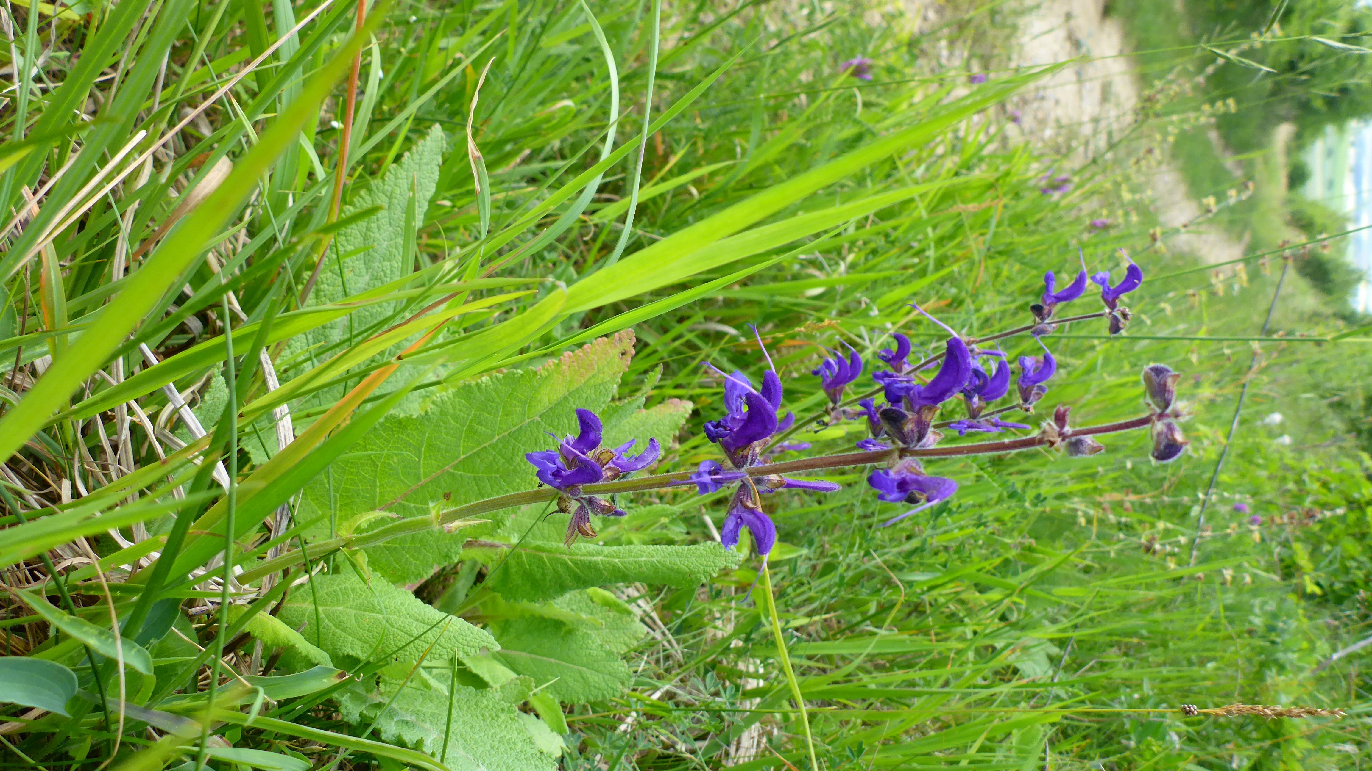 P1340956 Salvia pratensis.jpg