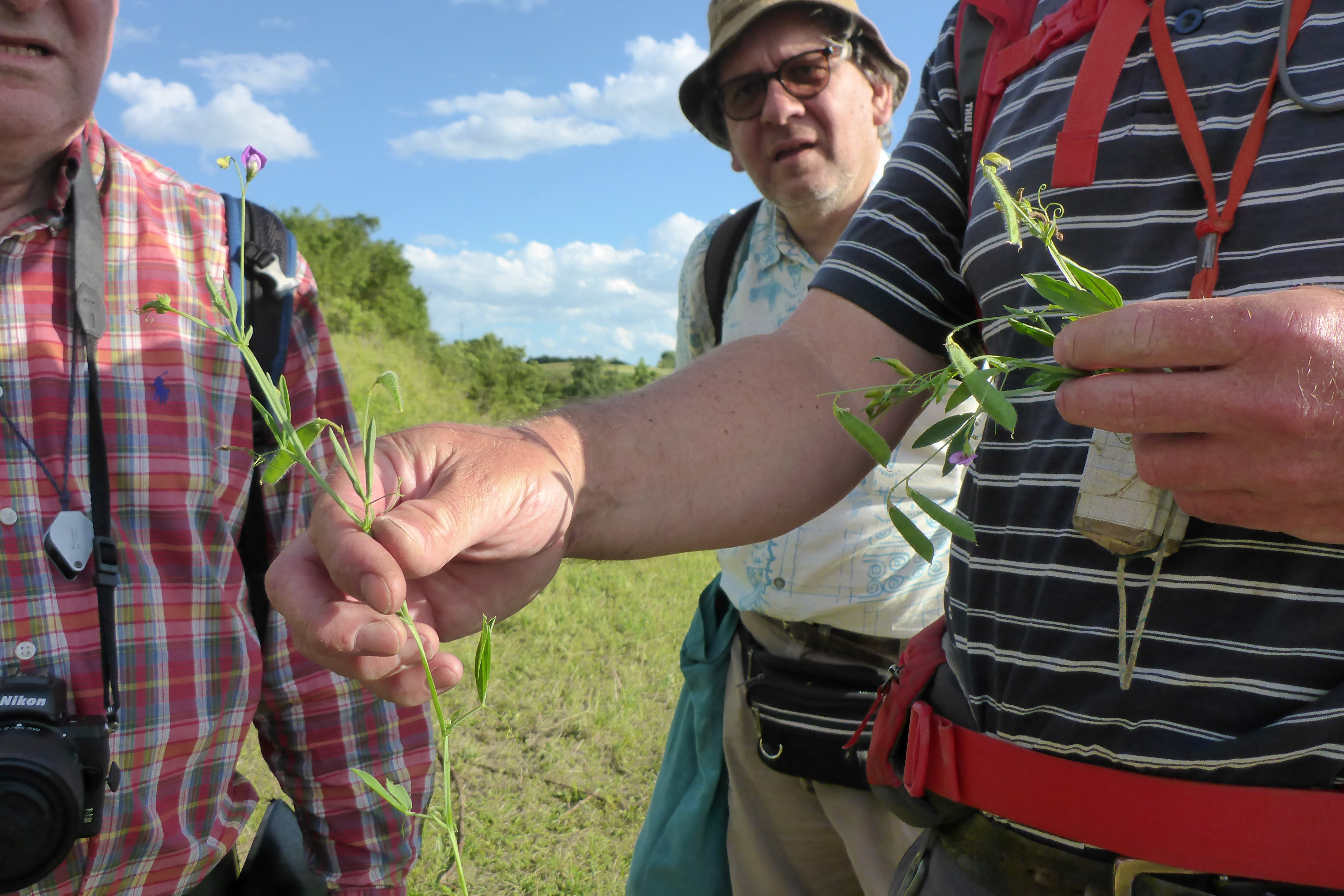 P1340967 Lathyrus hirsutus.jpg
