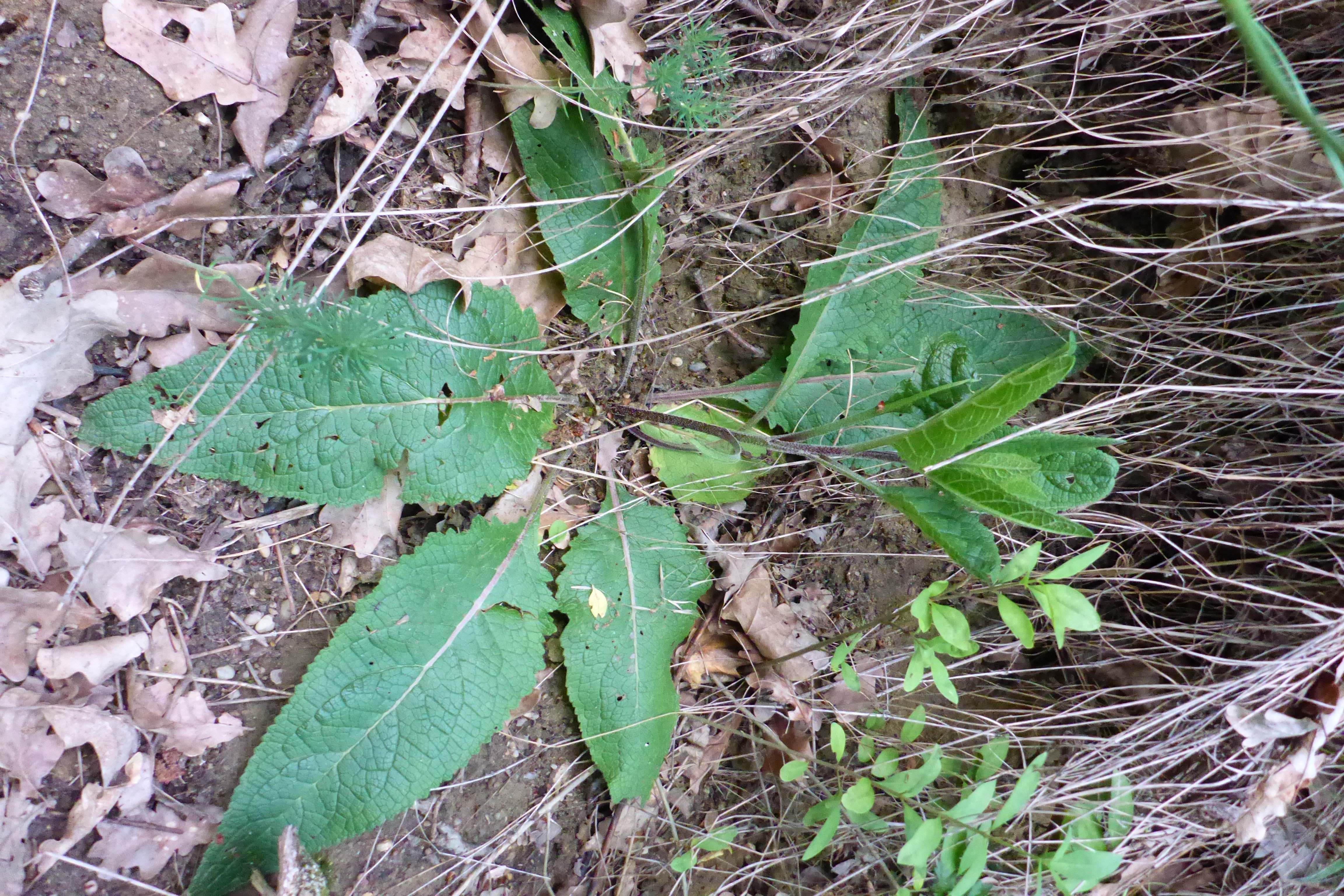 P1340994 Verbascum chaixii austriacum.jpg