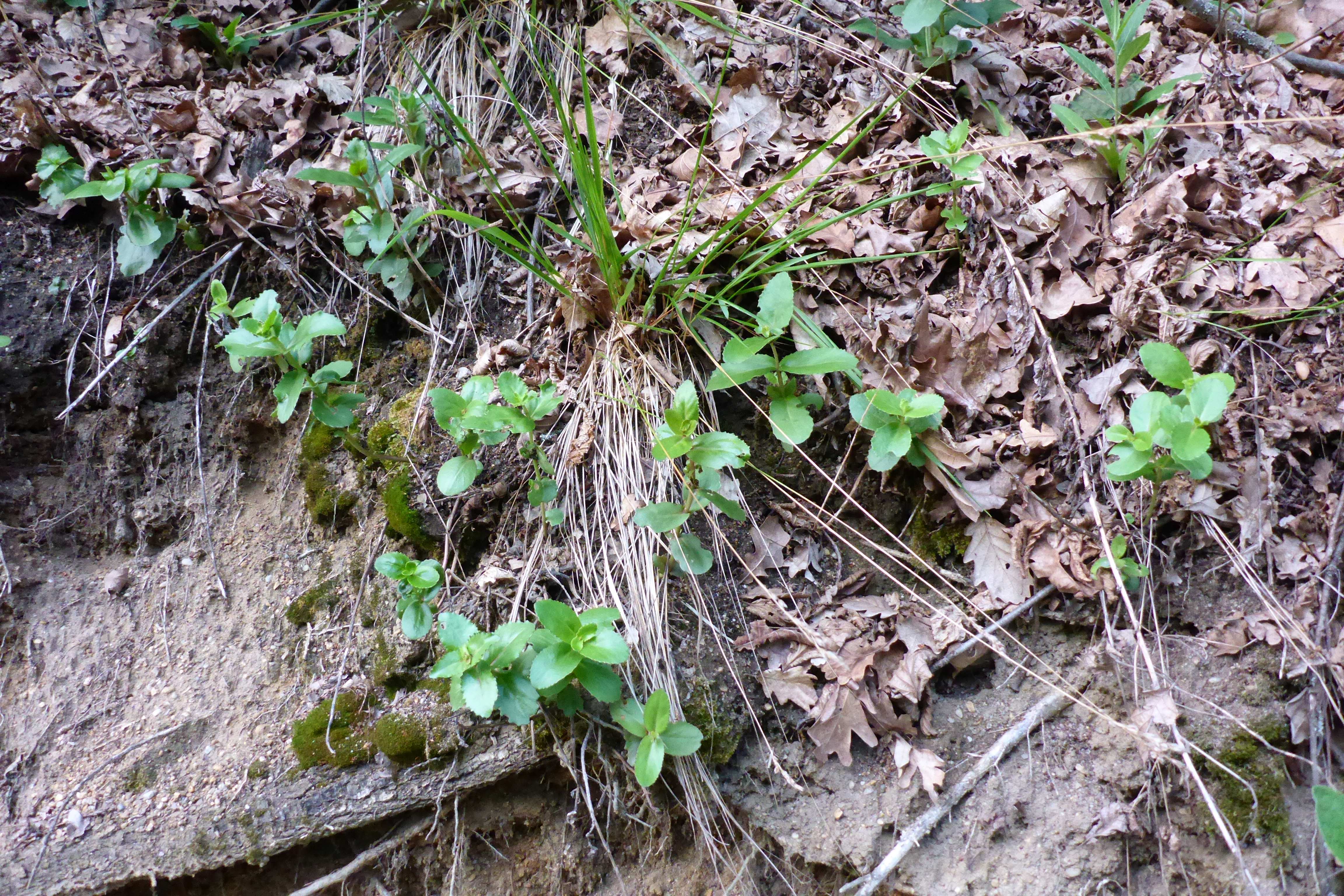 P1350003 hylotelephium maximum.jpg