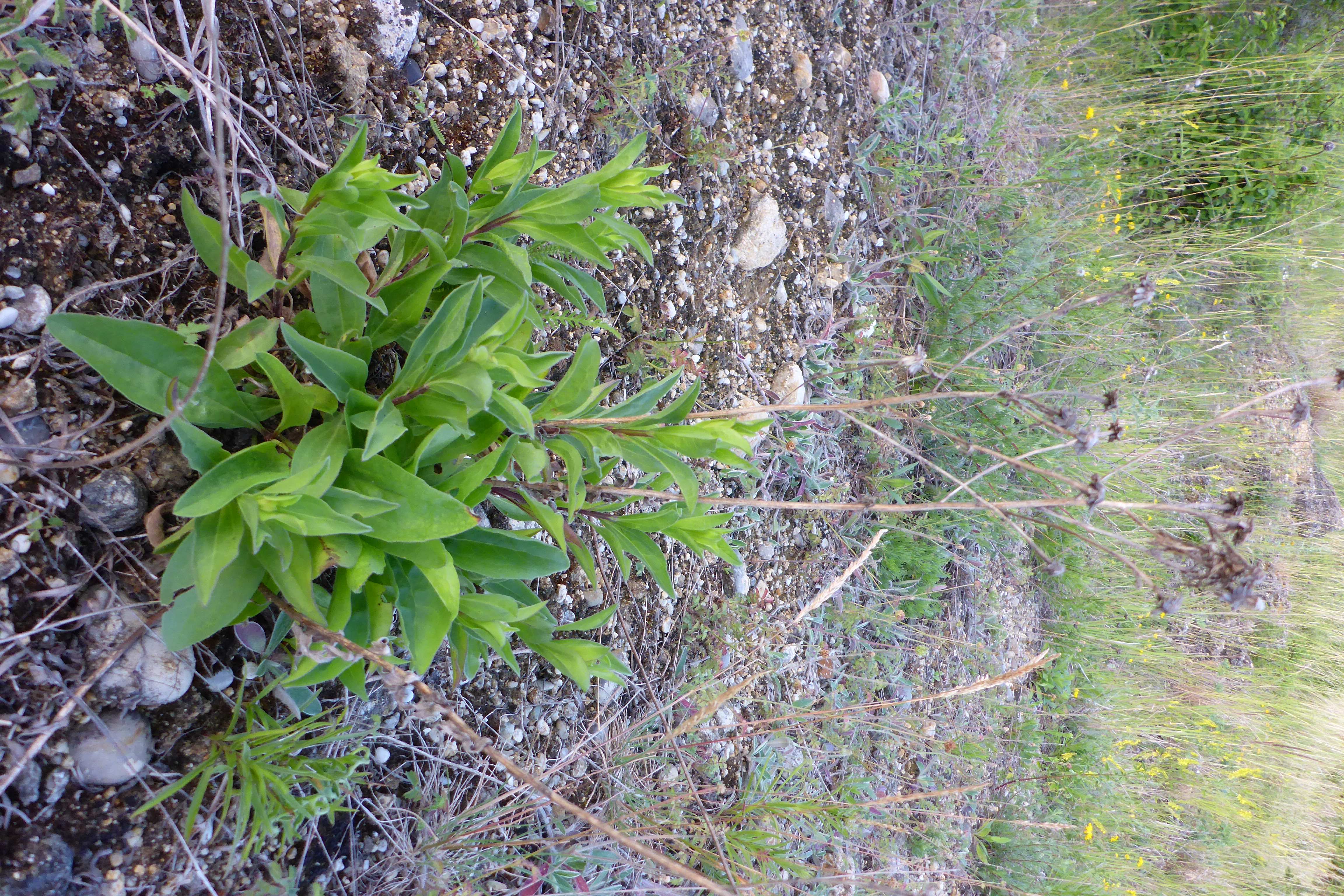 P1350036 Aster amellus.jpg
