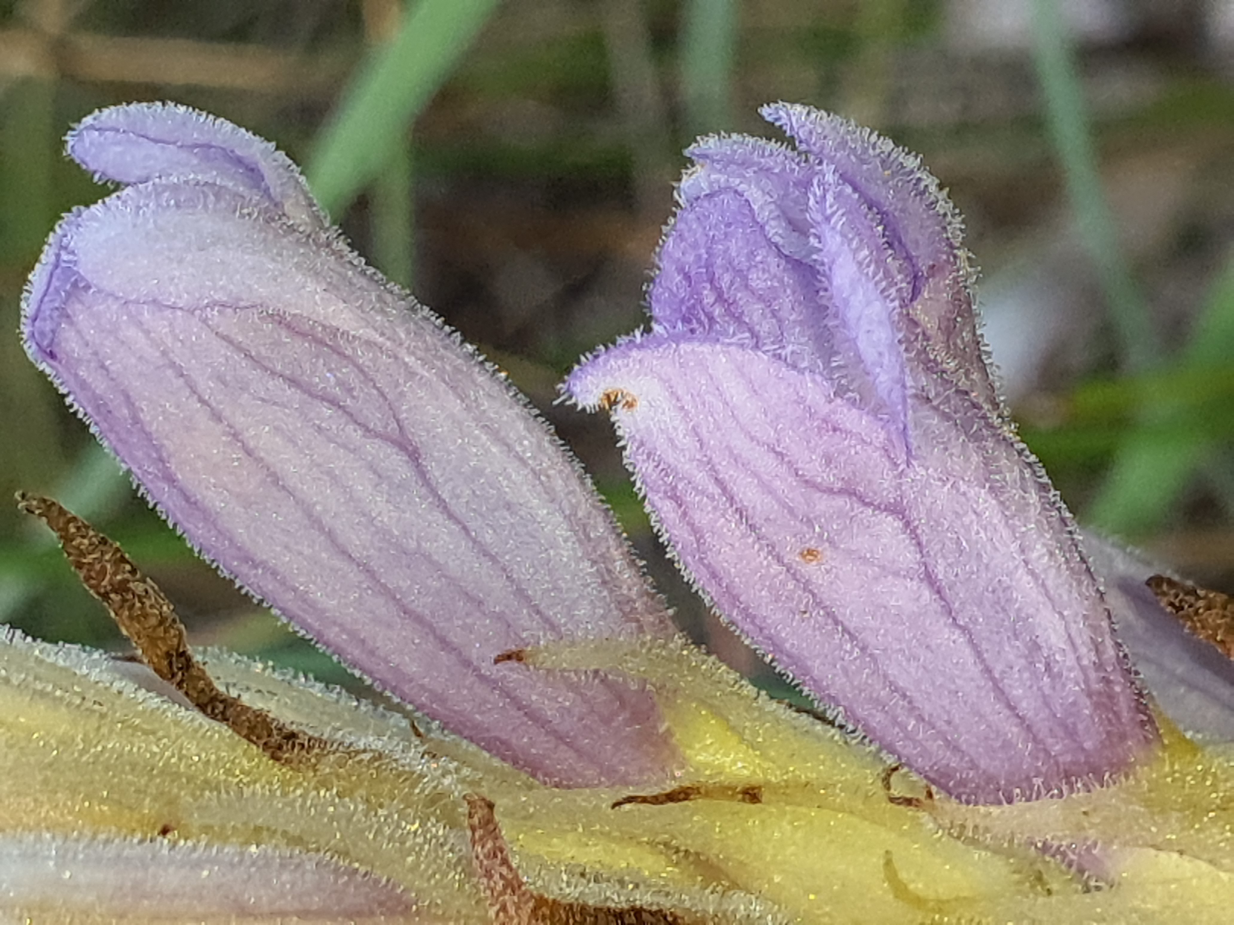IMG_20260613_201803 Phelipanche arenaria.jpg