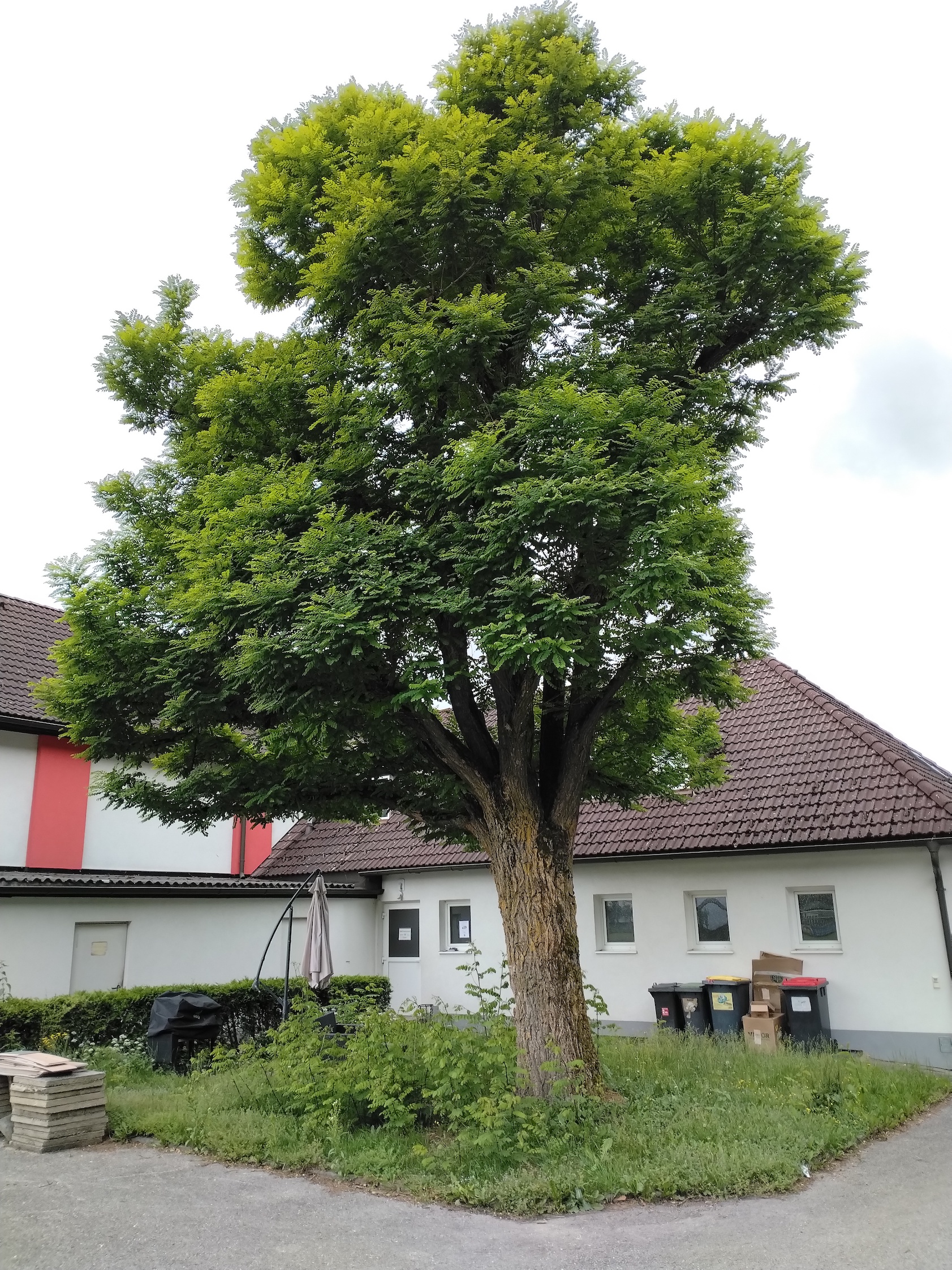 robinia pseudacacia steyrermühl_20260614_120552.jpg
