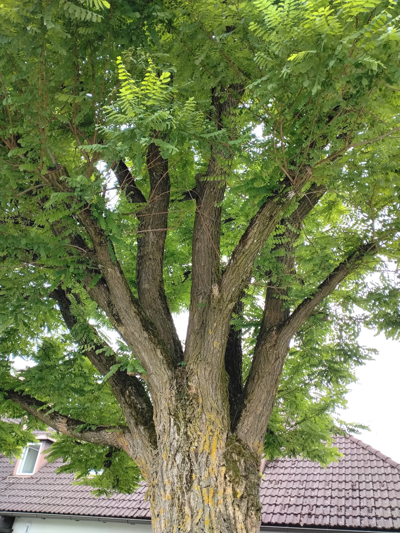 robinia pseudacacia steyrermühl_20260614_120609.jpg