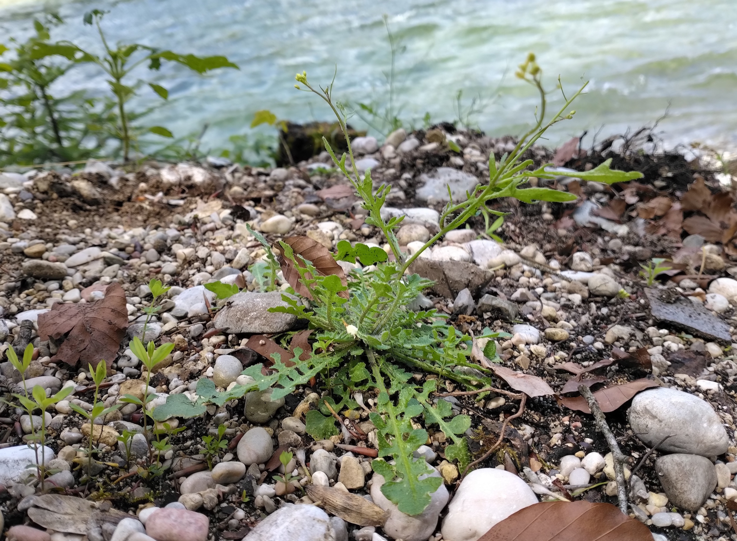 arabidopsis arenosa an der traun steyrermühl_20260614_143336.jpg