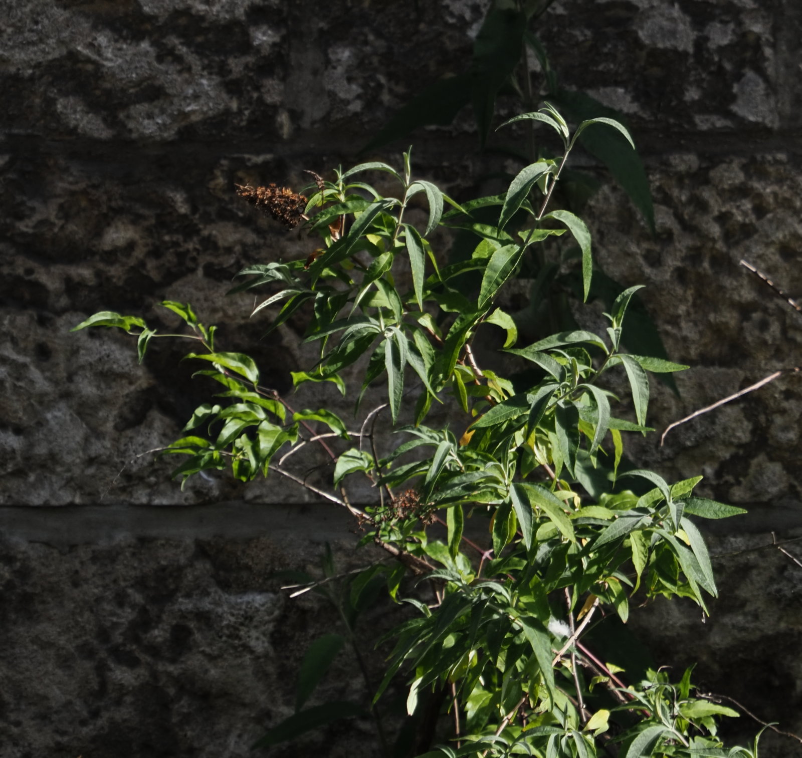 20260616_P6160118_1233_Buddleja_davidii.jpg