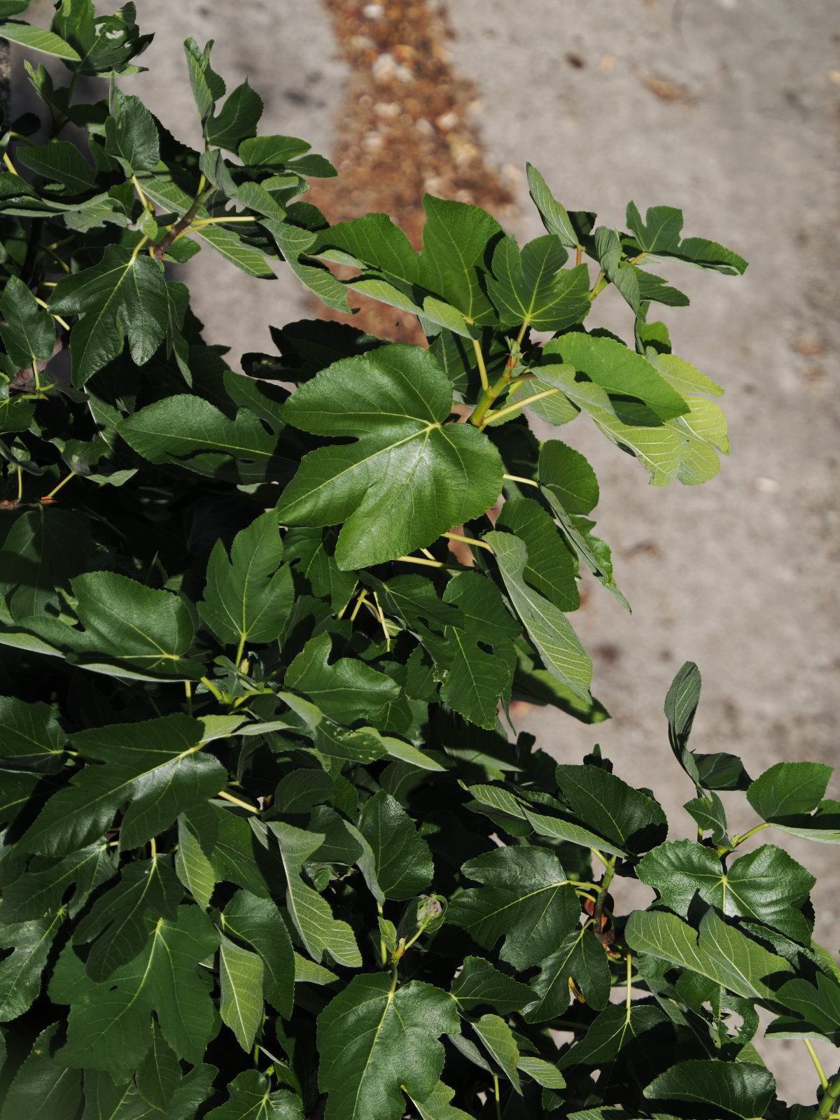 20260616_P6160124_1239_cf_Ficus_carica.jpg