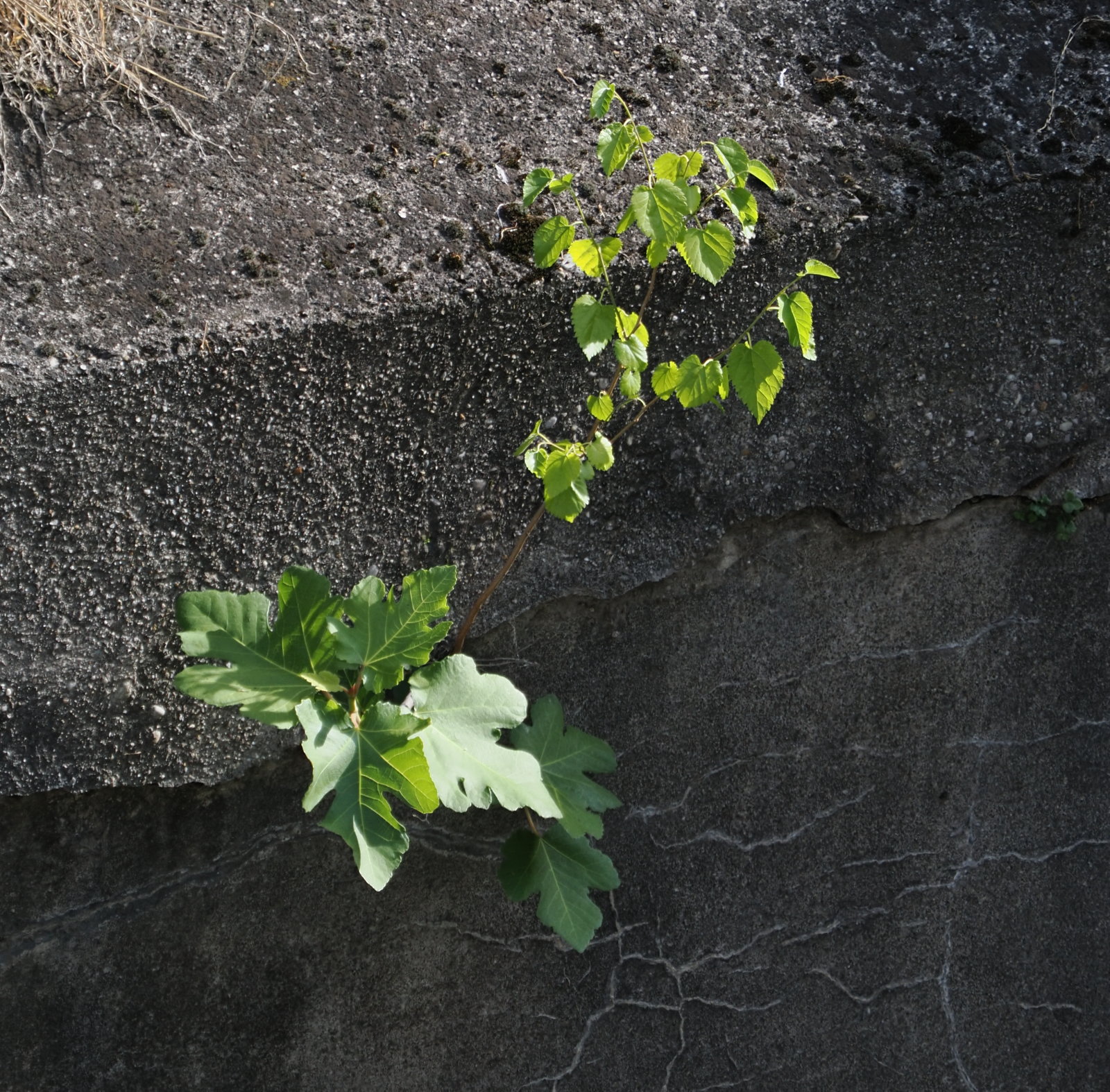 20260616_P6160144_1259_cf_Ficus_carica__cf_Kerria_japonica.jpg