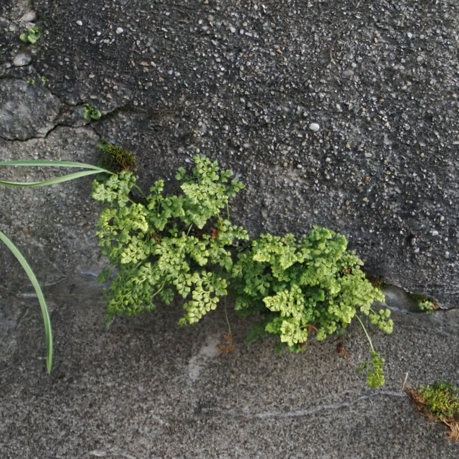 20260616_P6160142_1257_cf_Asplenium_ruta-muraria.jpg